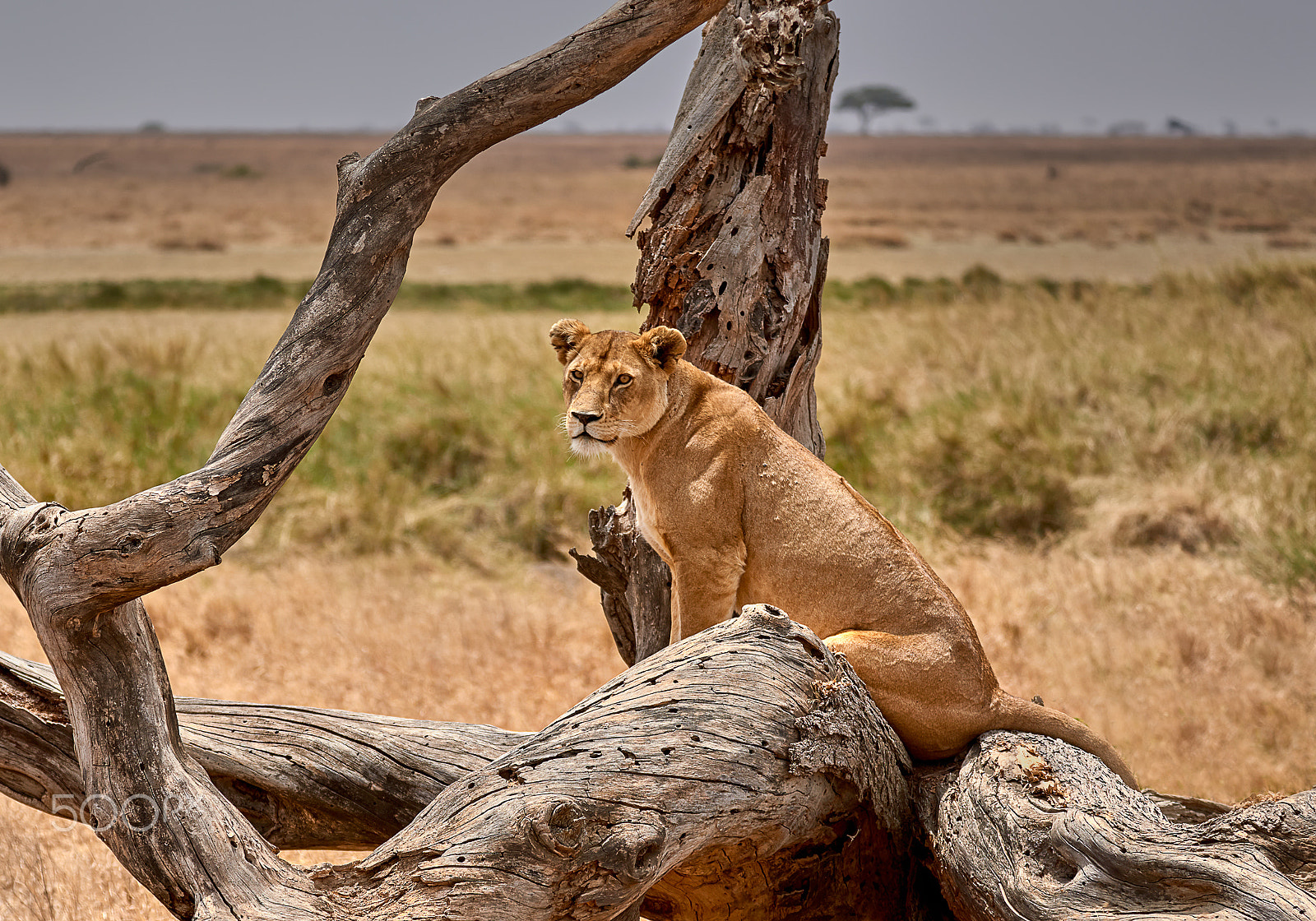 Nikon D810 sample photo. Lioness and her favorite tree photography