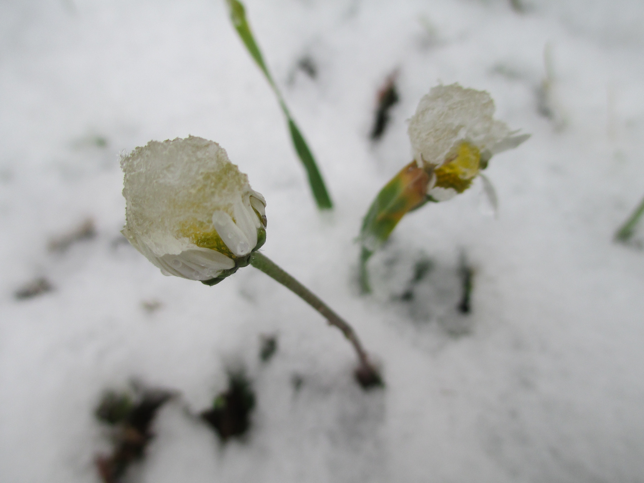 Canon PowerShot A4000 IS sample photo. Img photography