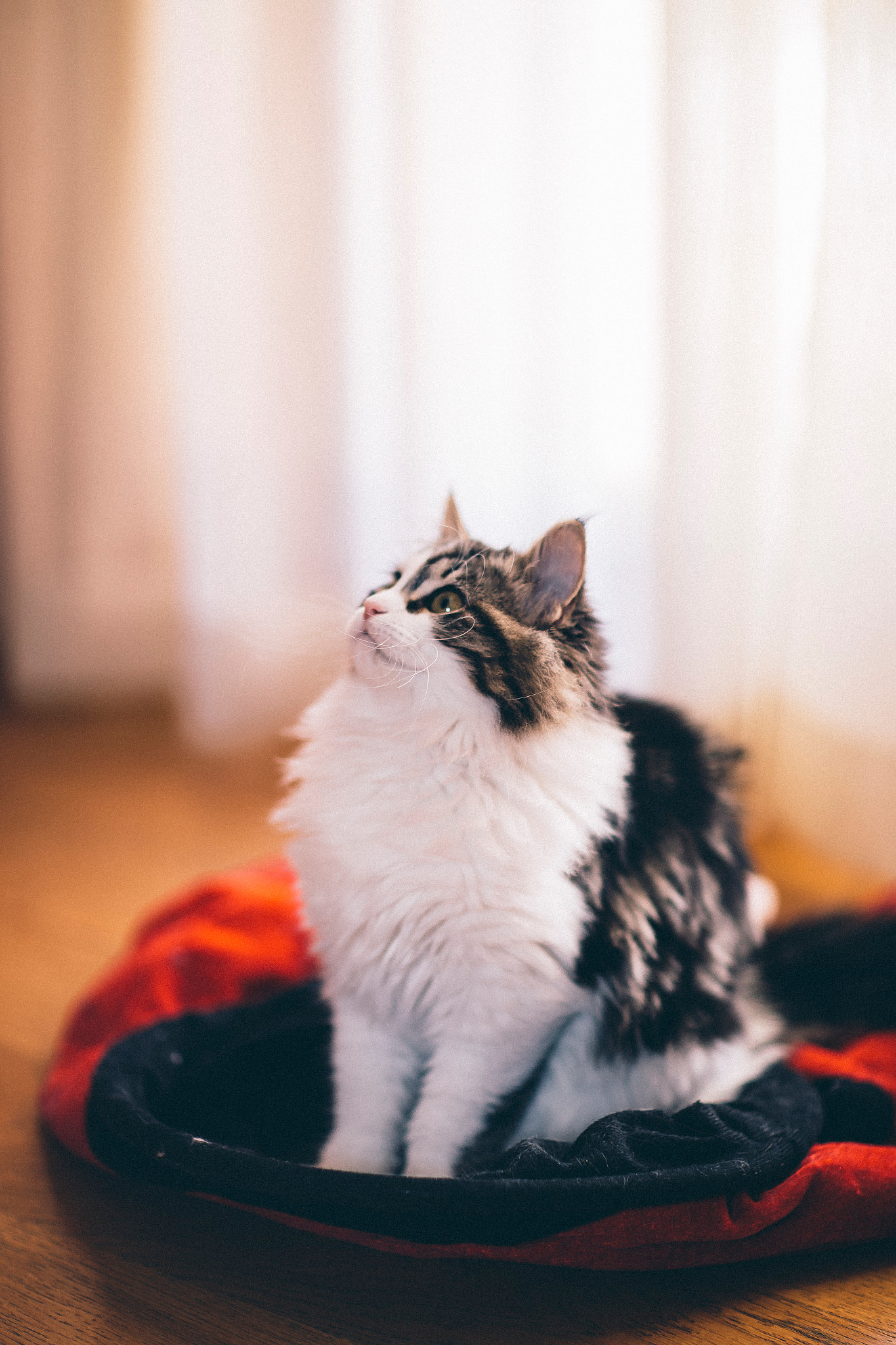 Canon EOS 6D + Canon EF 85mm F1.2 sample photo. Lovely cat photography