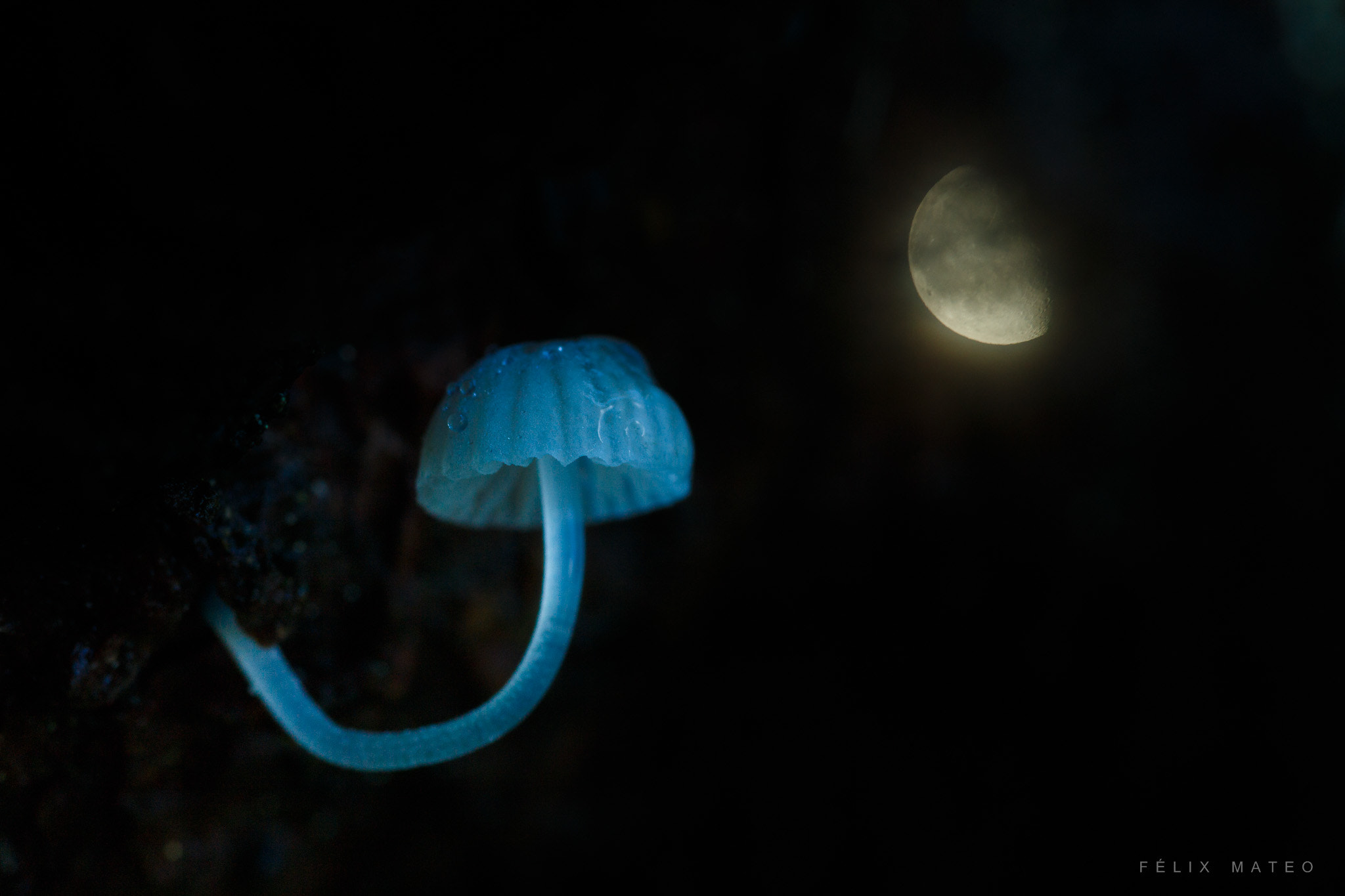 Canon EOS-1D X + Tamron SP AF 90mm F2.8 Di Macro sample photo. Mycena cyanorhiza photography