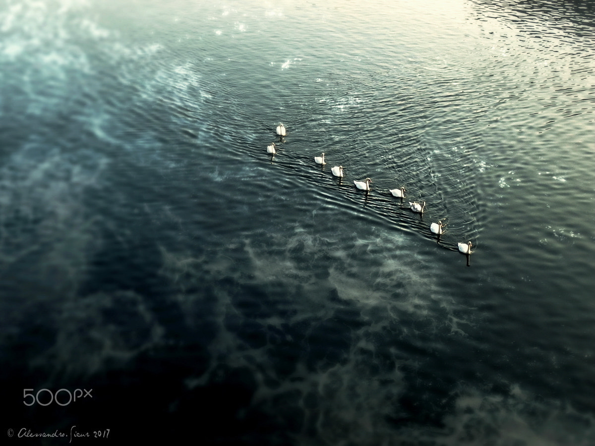 Olympus Stylus XZ-10 sample photo. Turn loose the swans photography
