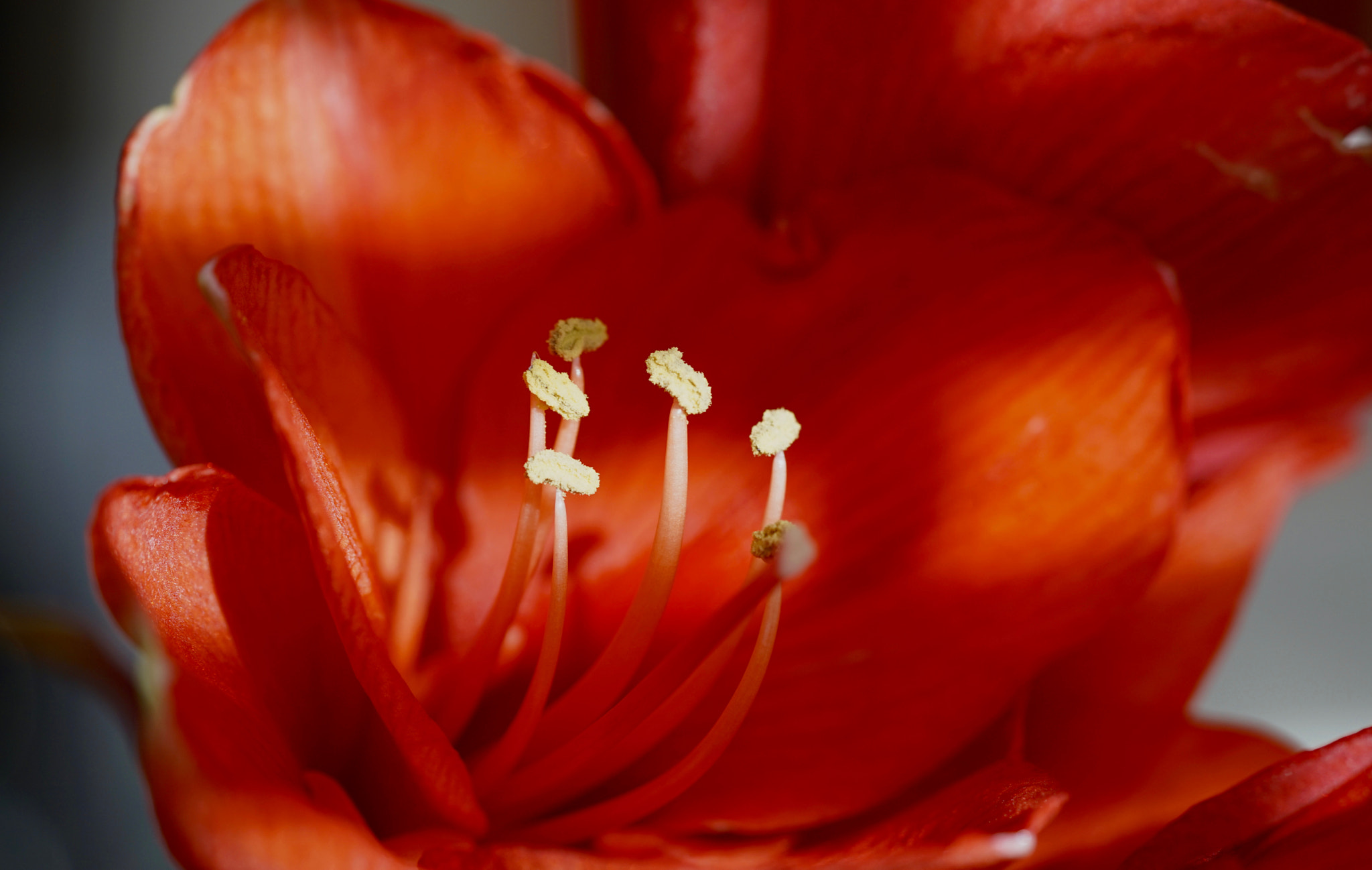 Sony FE 90mm F2.8 Macro G OSS sample photo. Amaryllis photography