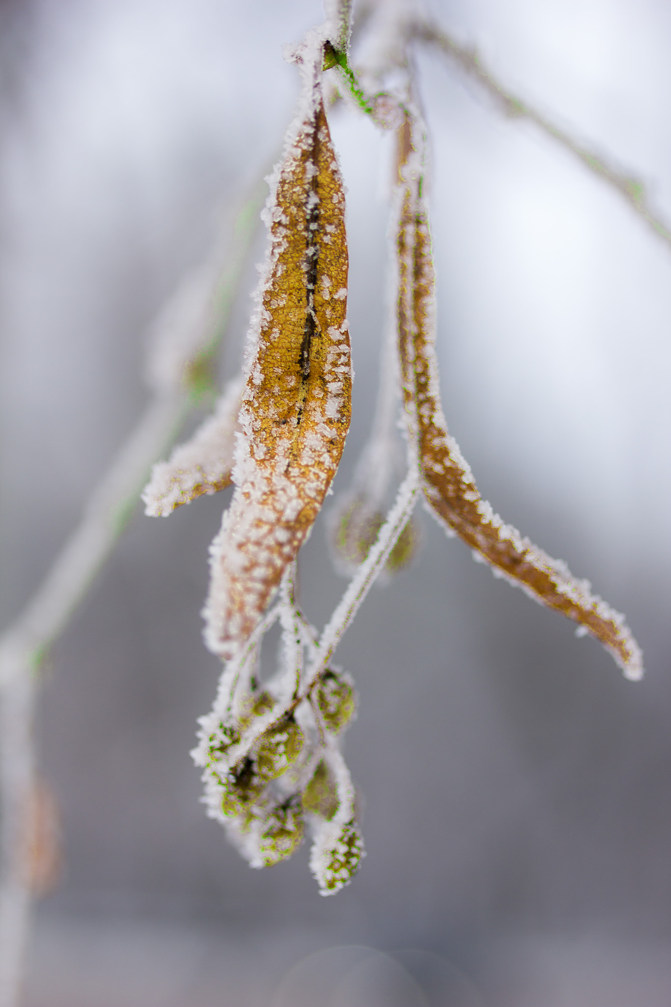 Canon EF-S 60mm F2.8 Macro USM sample photo. Img photography