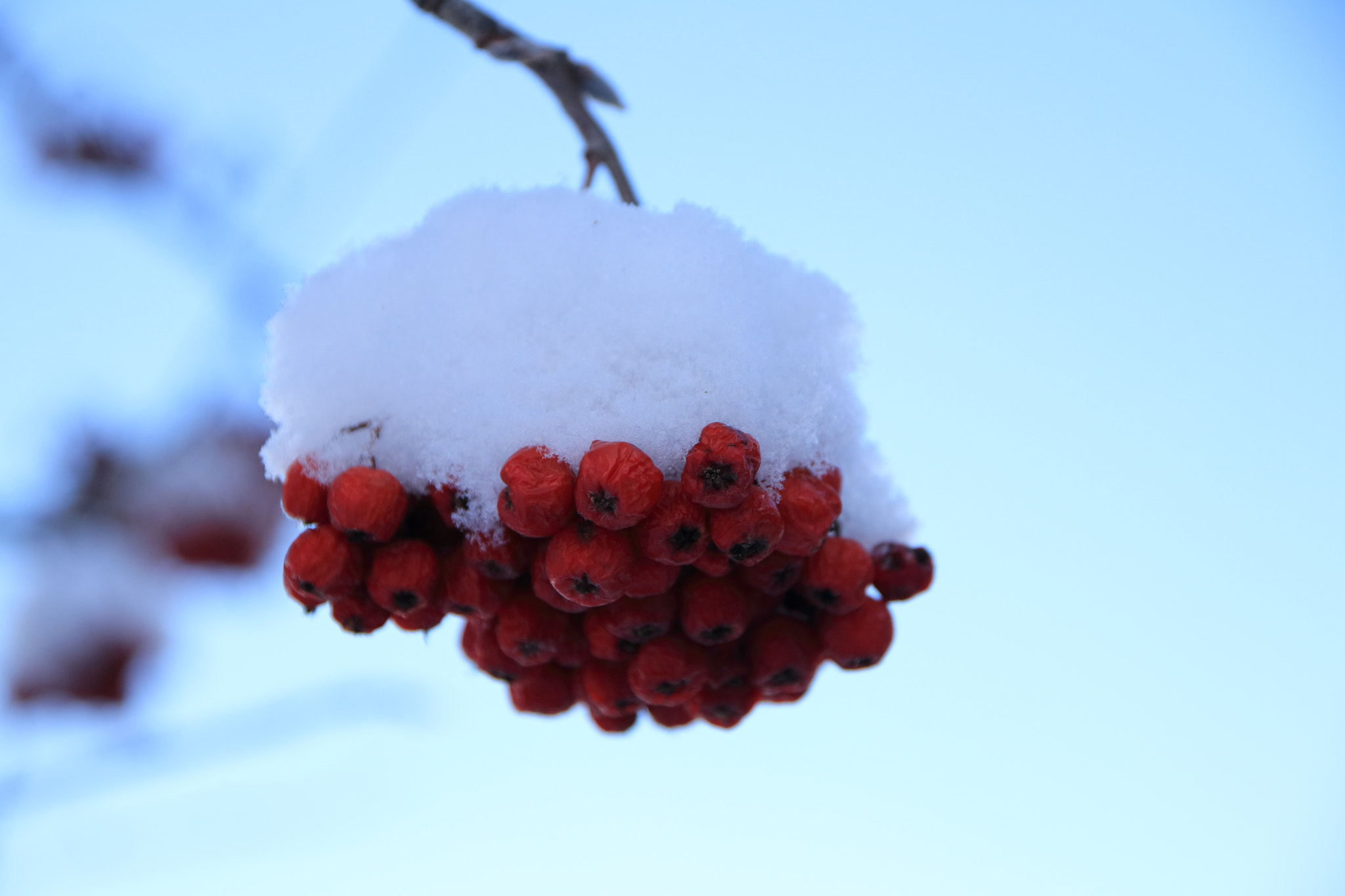 Sigma 17-70mm F2.8-4 DC Macro OS HSM sample photo. Red berries photography
