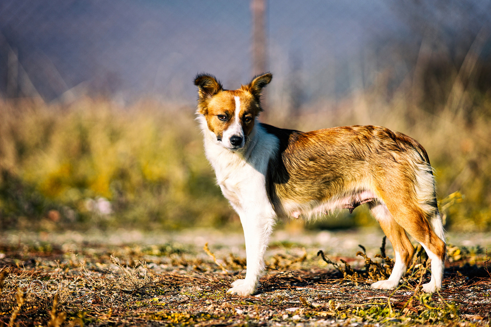 Sony a99 II + Minolta/Sony AF 70-200mm F2.8 G sample photo. Friend... photography