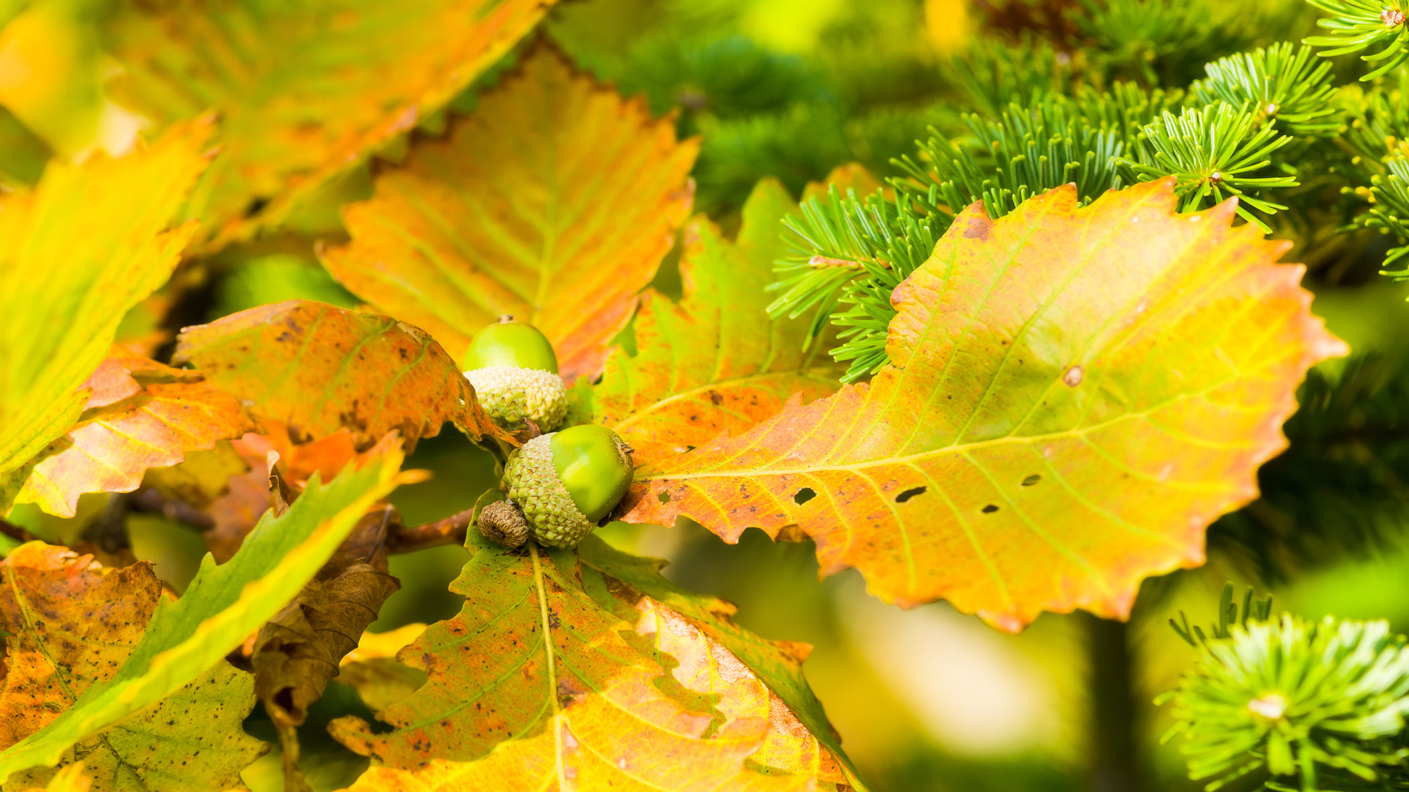 Sony Alpha DSLR-A850 + Minolta AF 100mm F2.8 Macro [New] sample photo. Acorns. 4k size. photography