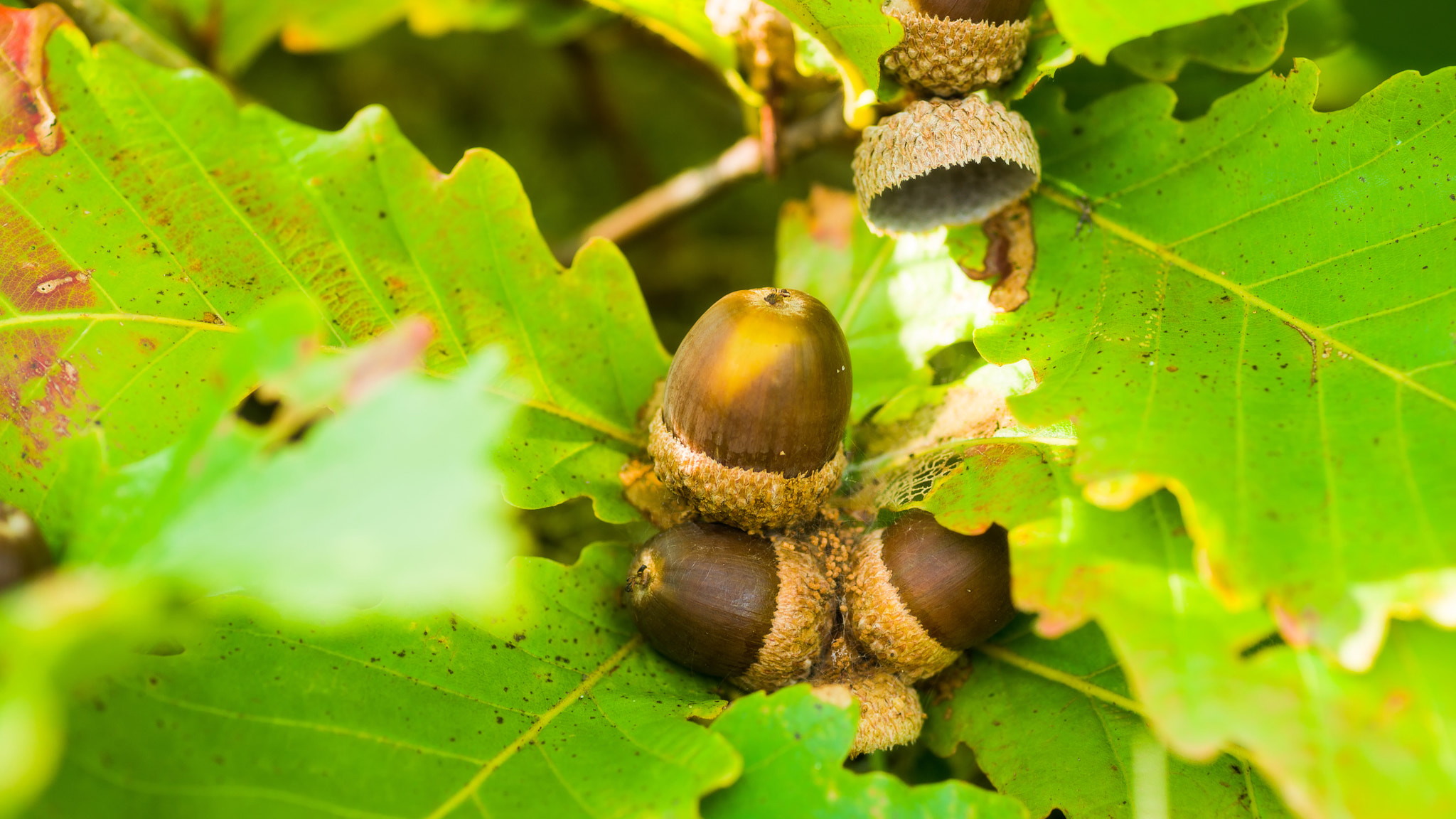 Sony Alpha DSLR-A850 + Minolta AF 100mm F2.8 Macro [New] sample photo. Acorns. 4k size. photography