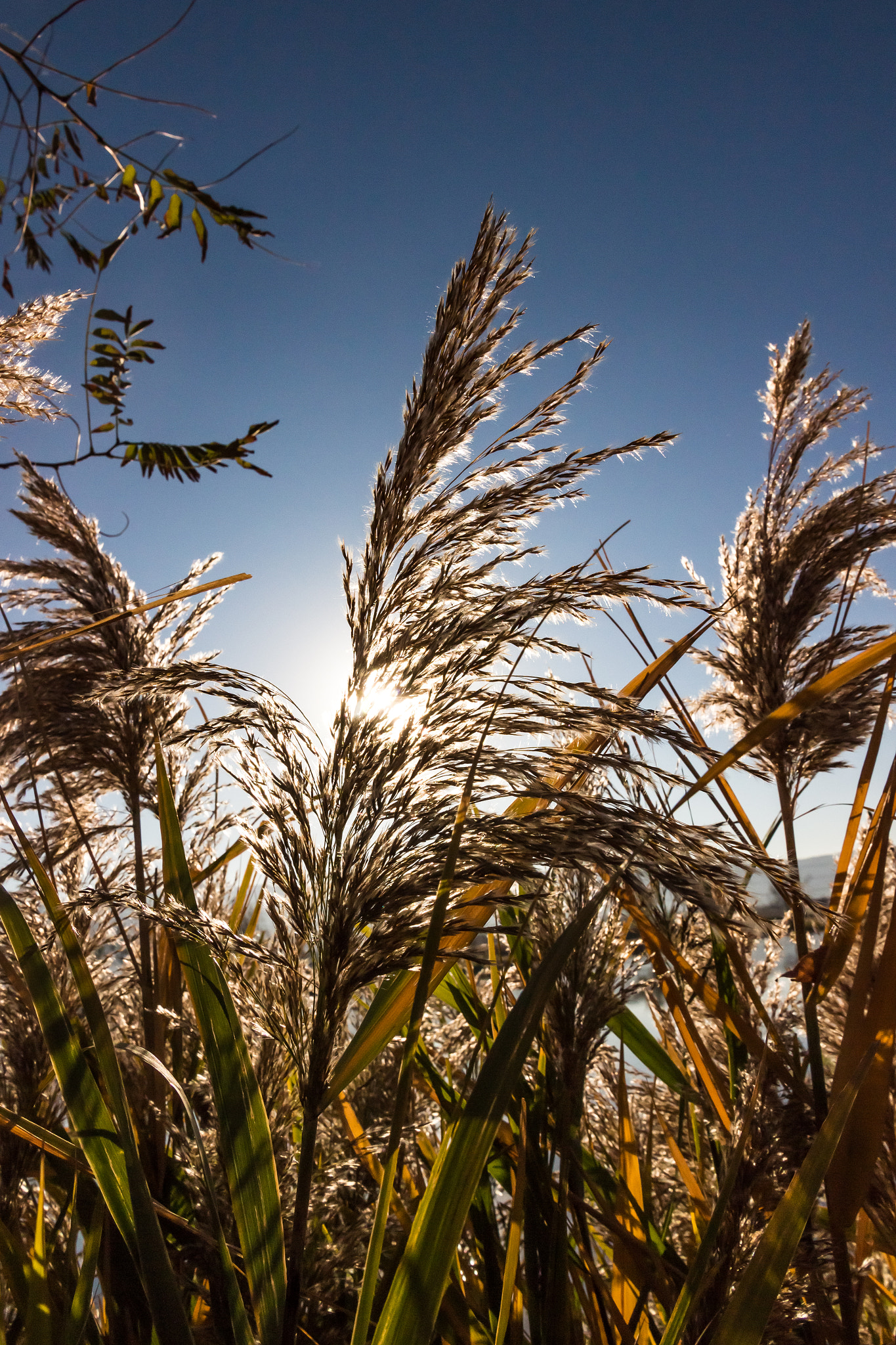 Canon EOS 100D (EOS Rebel SL1 / EOS Kiss X7) sample photo. Pampas grass photography