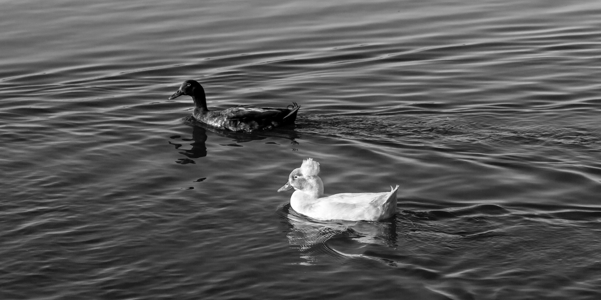 Canon EOS 100D (EOS Rebel SL1 / EOS Kiss X7) sample photo. Black and white photography