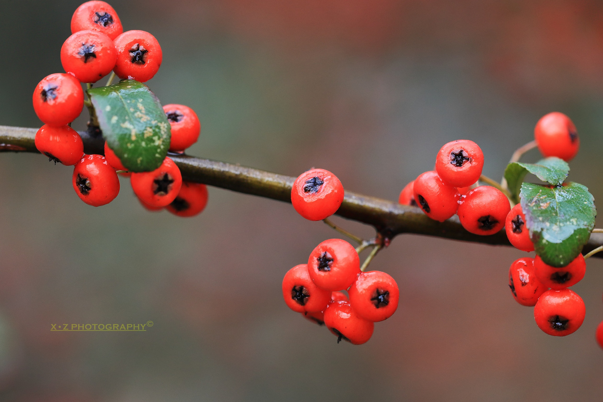 Canon EF 180mm F3.5L Macro USM sample photo. Red winter photography