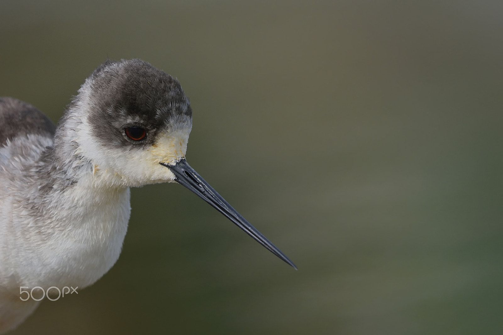 Nikon D7100 + Nikon AF-S Nikkor 500mm F4G ED VR sample photo. Black-winged stilt portrait photography