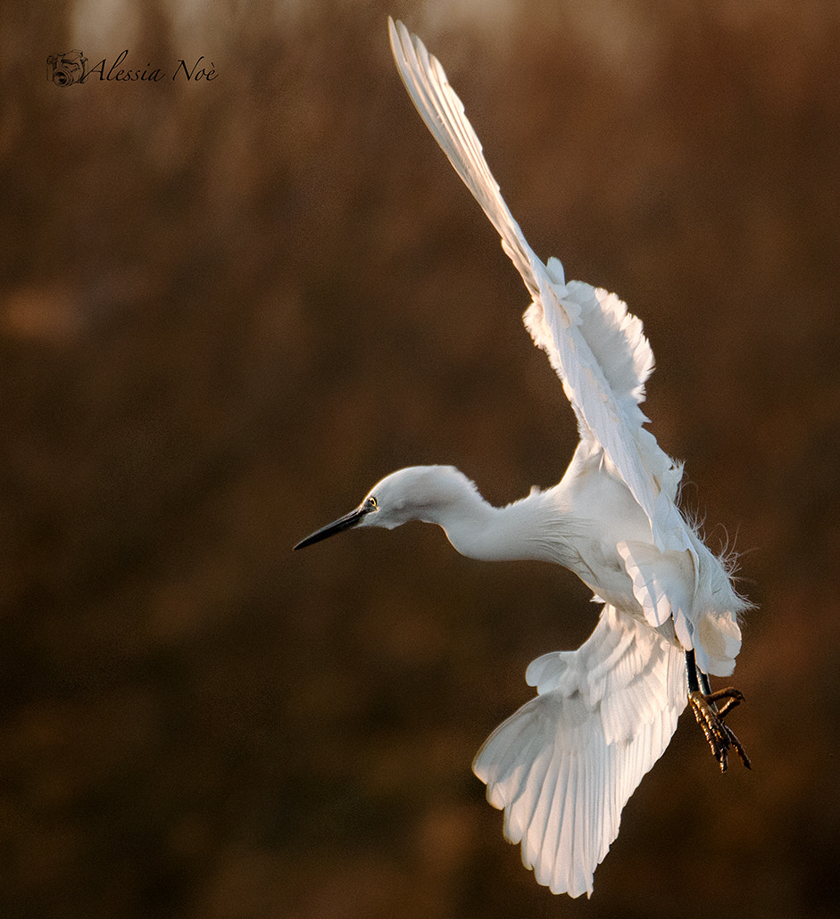 Nikon AF-S Nikkor 200-500mm F5.6E ED VR sample photo. Fly photography