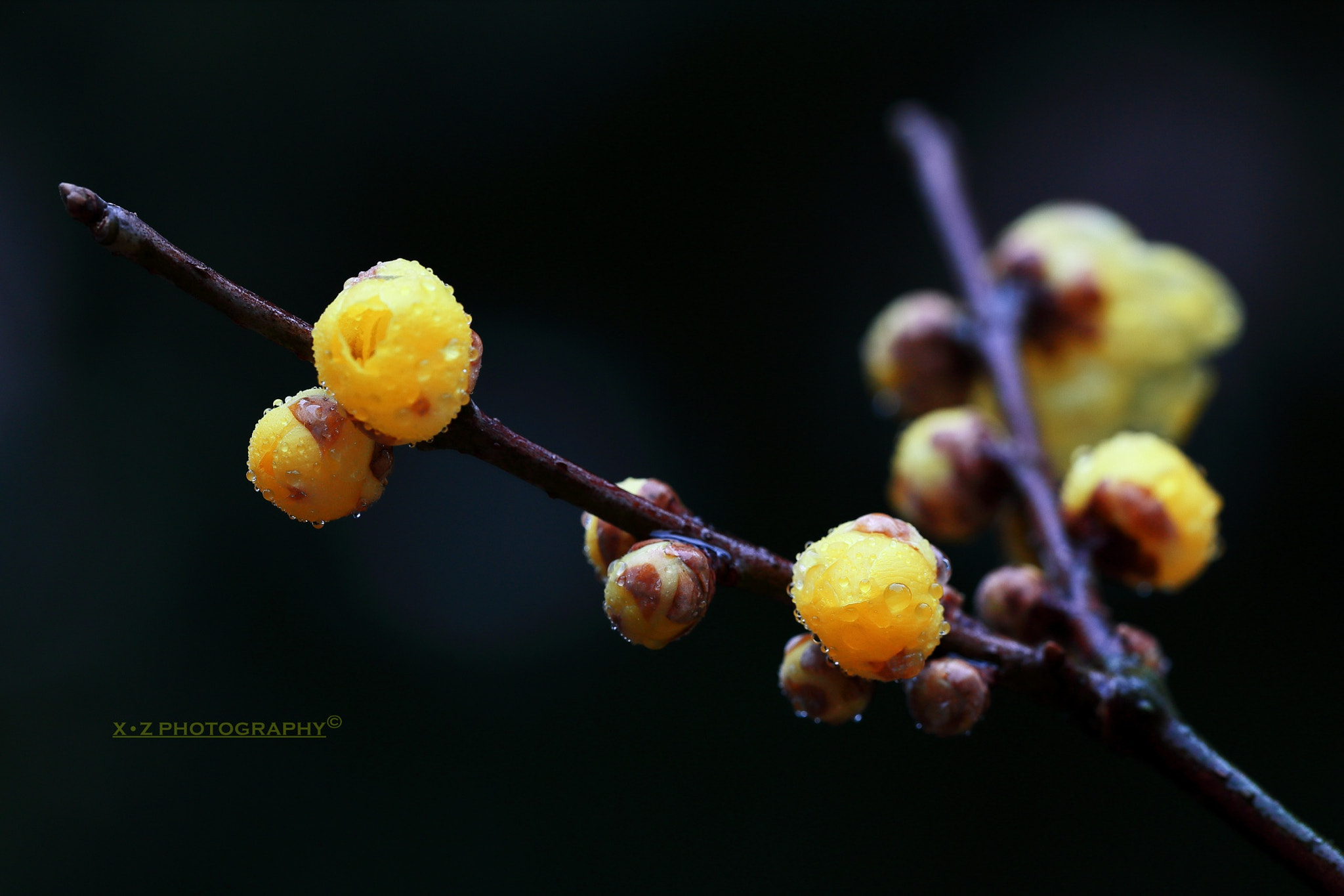 Canon EF 180mm F3.5L Macro USM sample photo. 一剪梅 photography