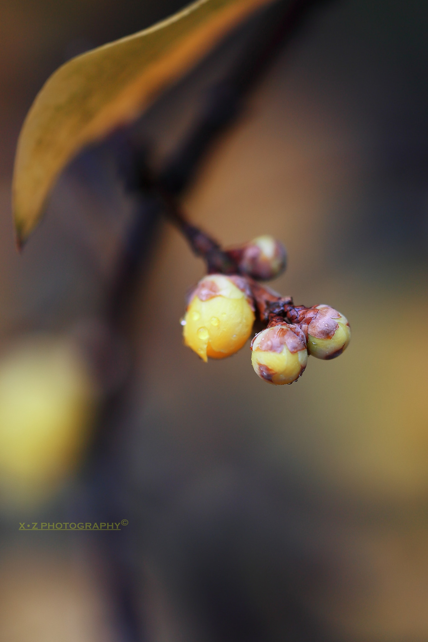 Canon EF 180mm F3.5L Macro USM sample photo. 含苞待放 photography