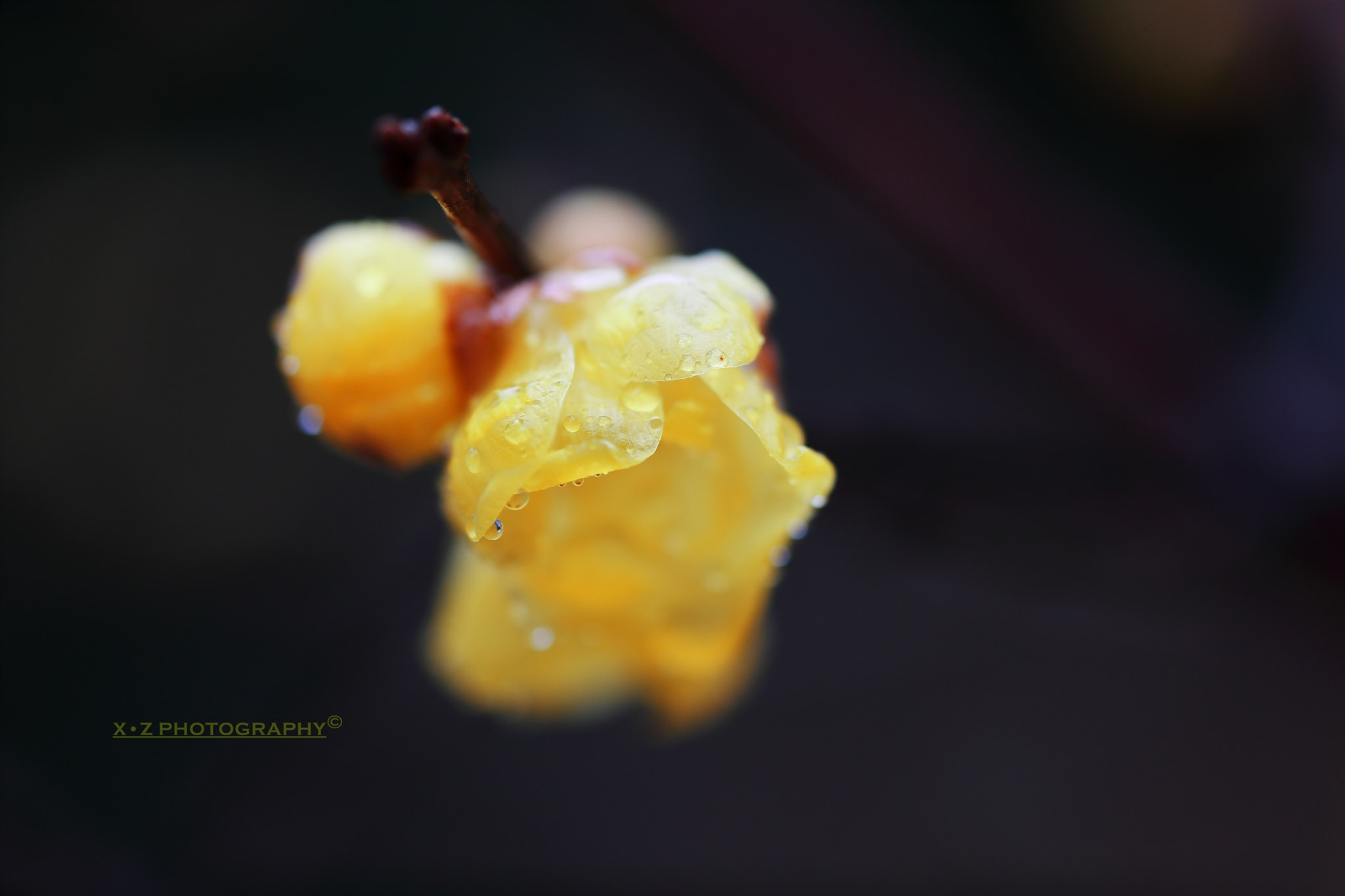 Canon EF 180mm F3.5L Macro USM sample photo. 绽放 blossoming photography