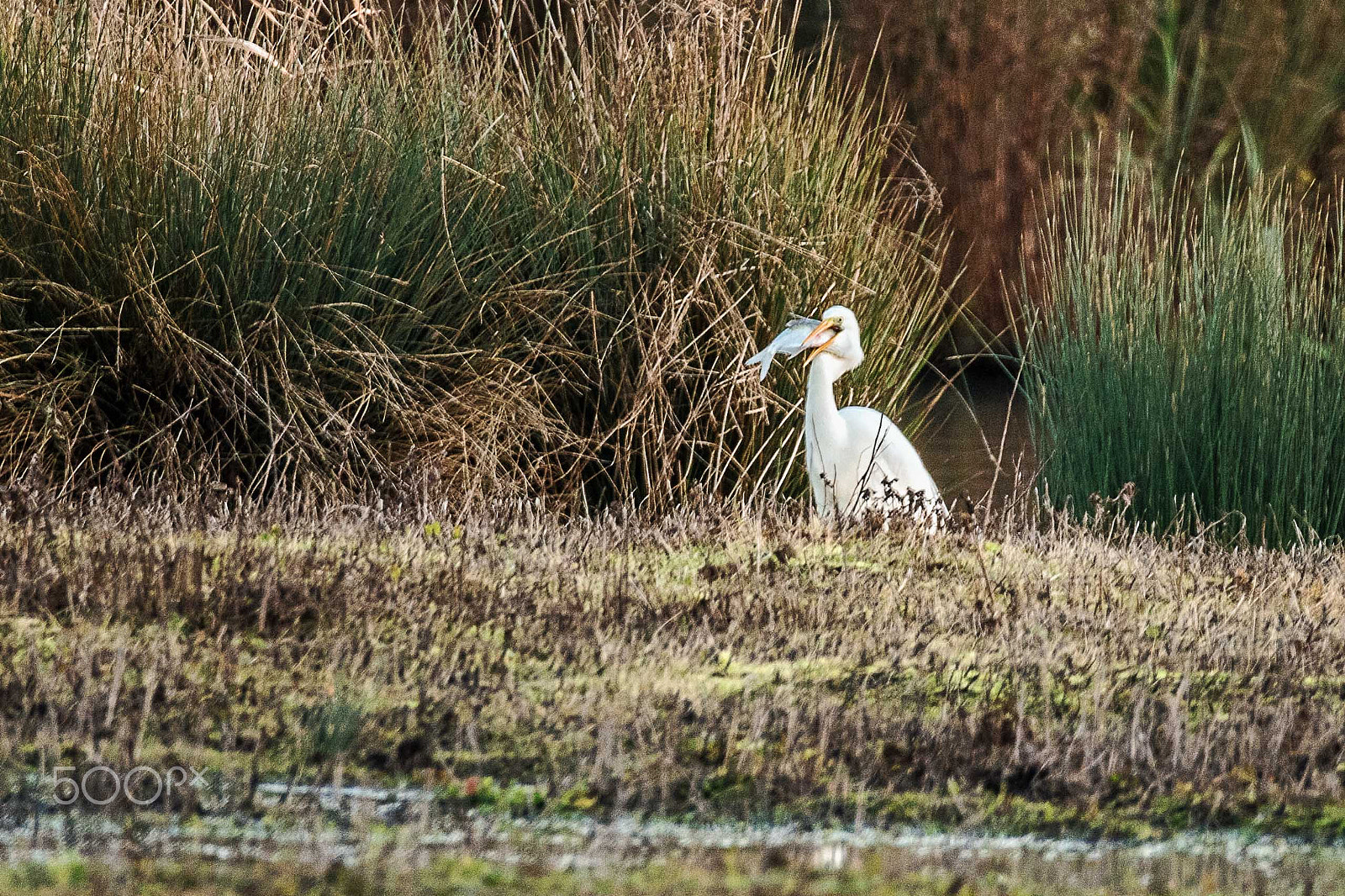 Sigma 150-600mm F5-6.3 DG OS HSM | S sample photo. Eyes too big for my belly! photography