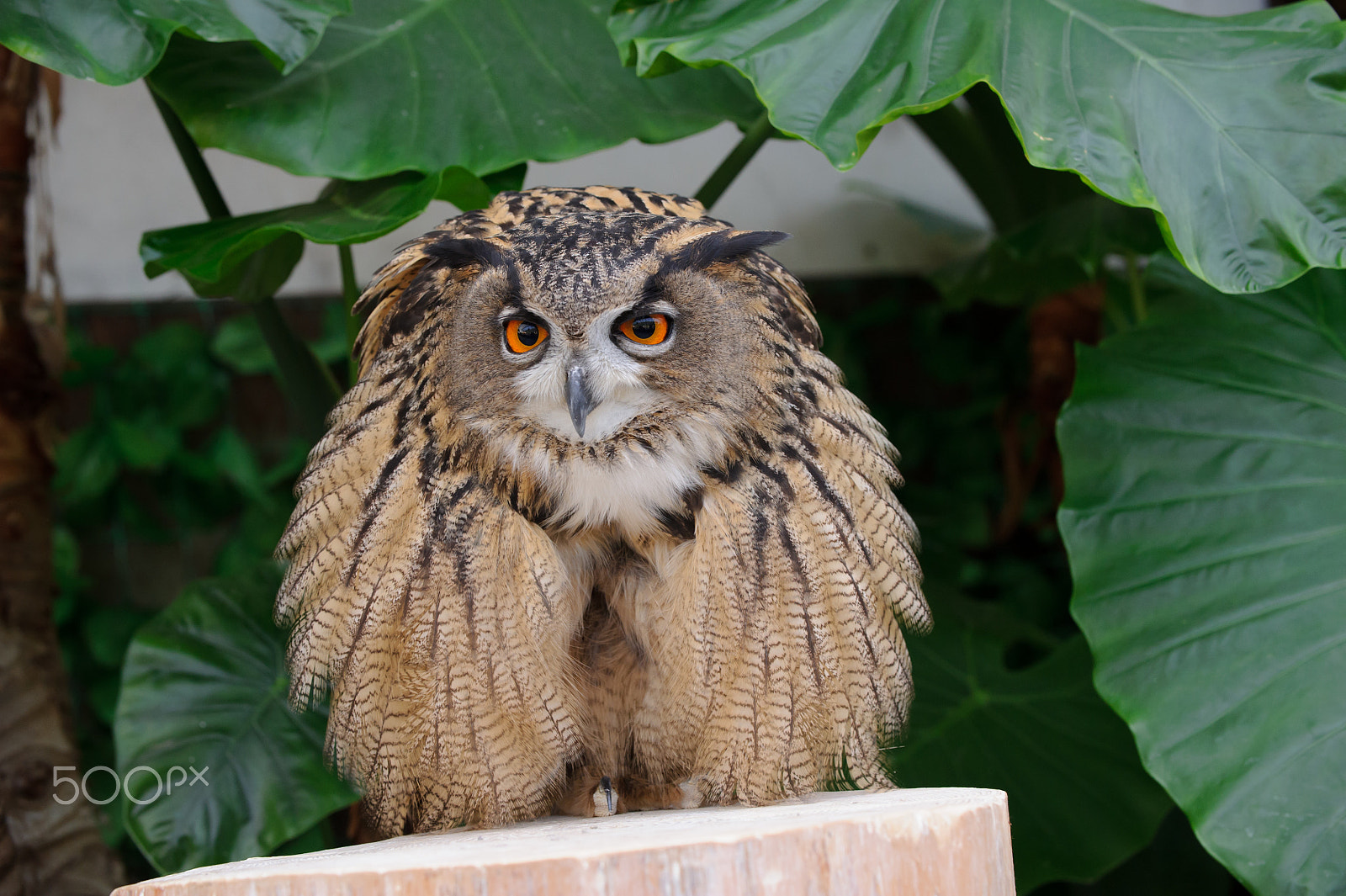 Nikon D3S sample photo. Fluffy photography