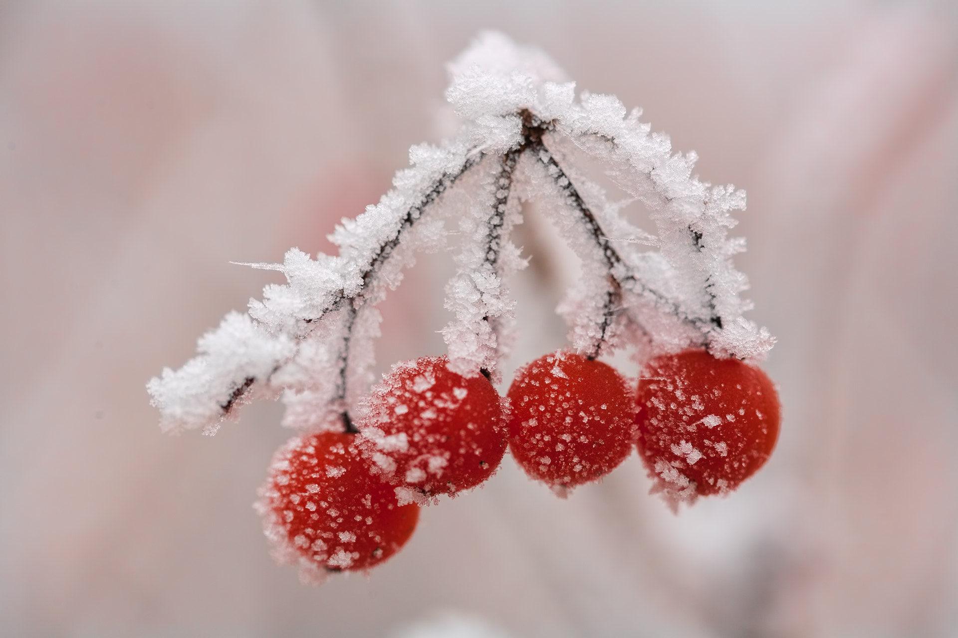 Canon EF 100mm F2.8L Macro IS USM sample photo. Winter wonderland photography
