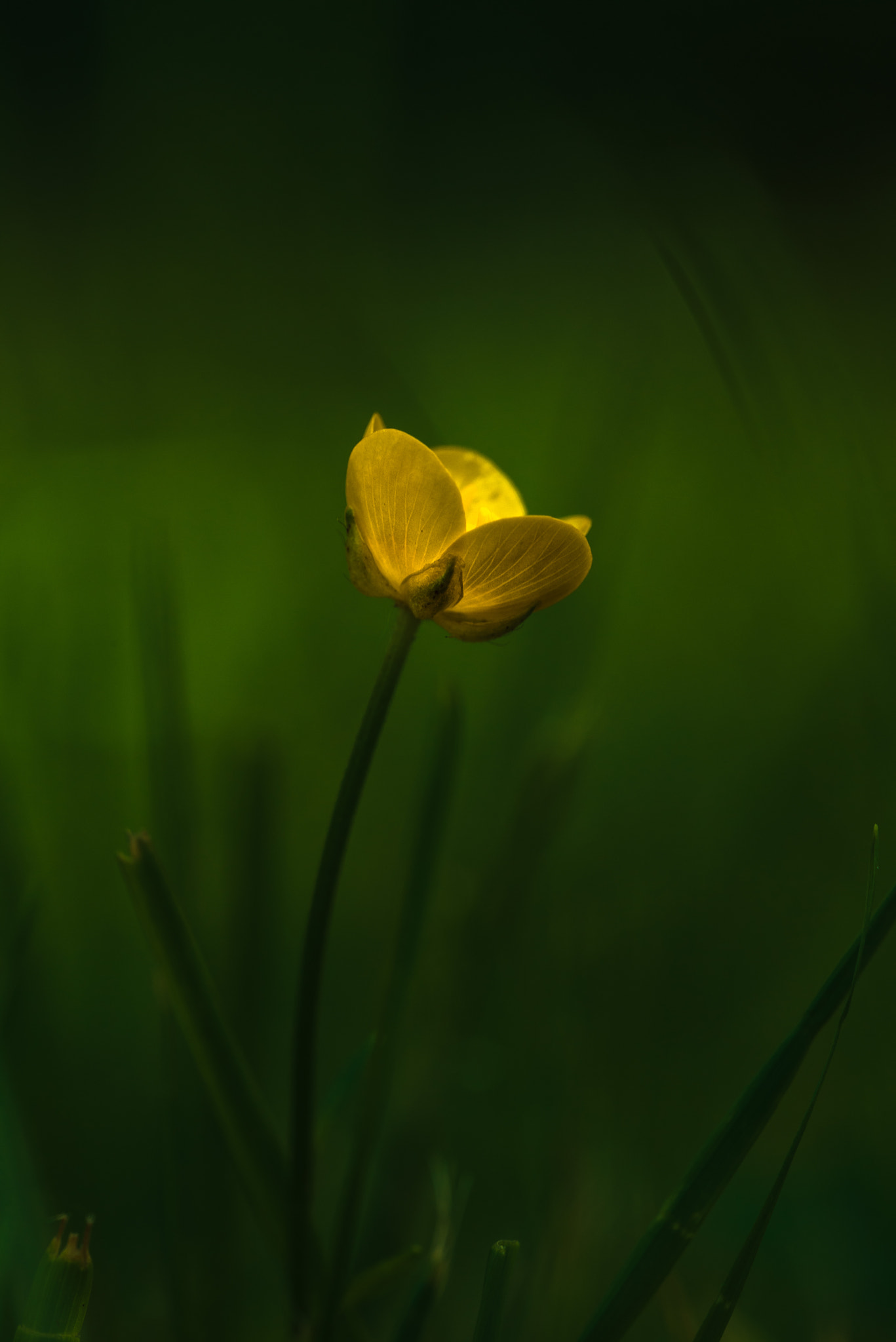 Sigma 150mm F2.8 EX DG OS Macro HSM sample photo. ***** photography