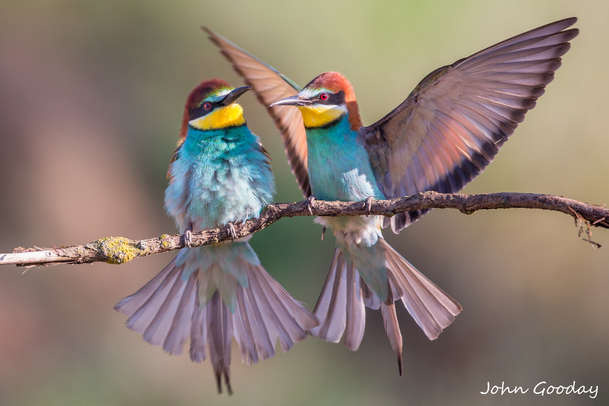 Canon EOS-1D X + Canon EF 500mm F4L IS II USM sample photo. Rivals in love photography