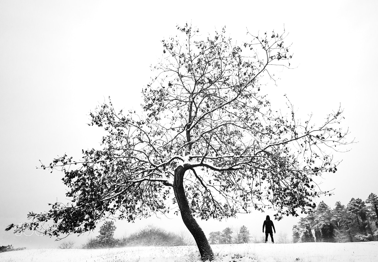Canon EF 24mm F2.8 IS USM sample photo. Man and tree photography