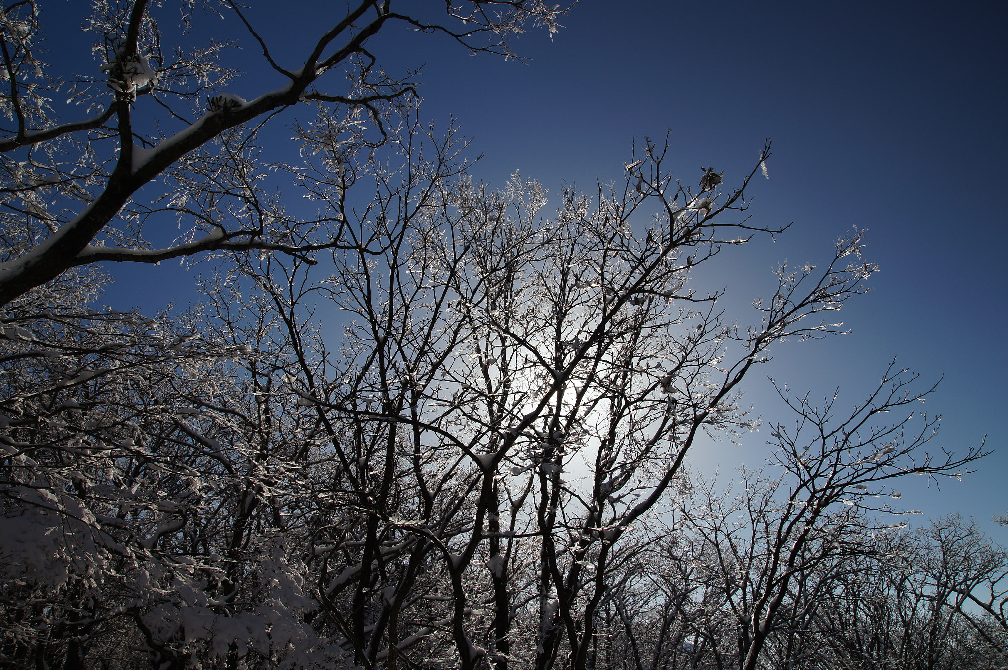 Sony SLT-A55 (SLT-A55V) sample photo. Snow and blue sky photography