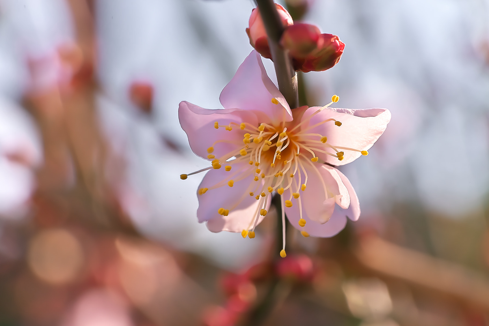 Sony a7R + Sony FE 90mm F2.8 Macro G OSS sample photo. Plum photography