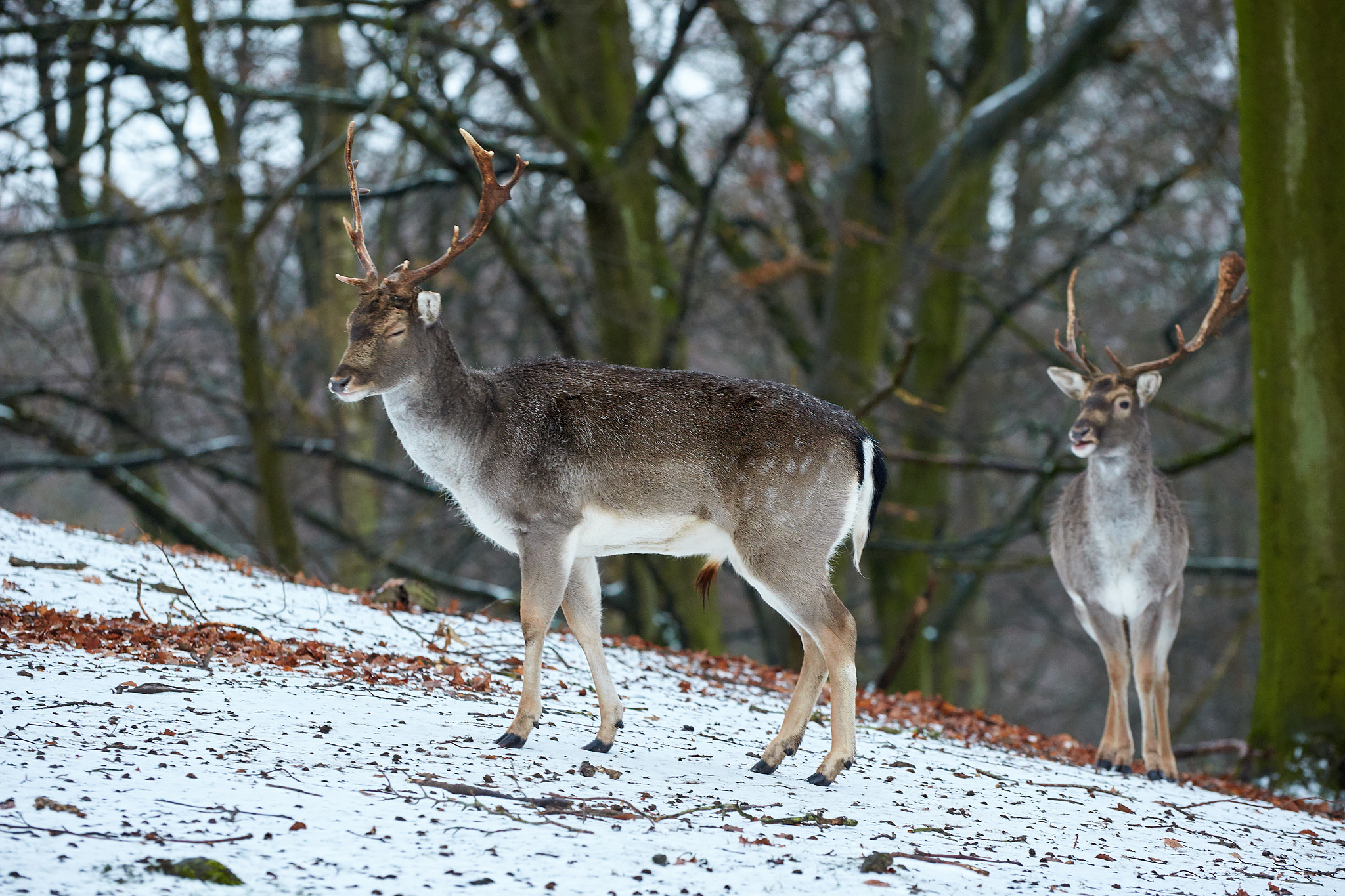 Canon EOS-1D X sample photo. Stag photography