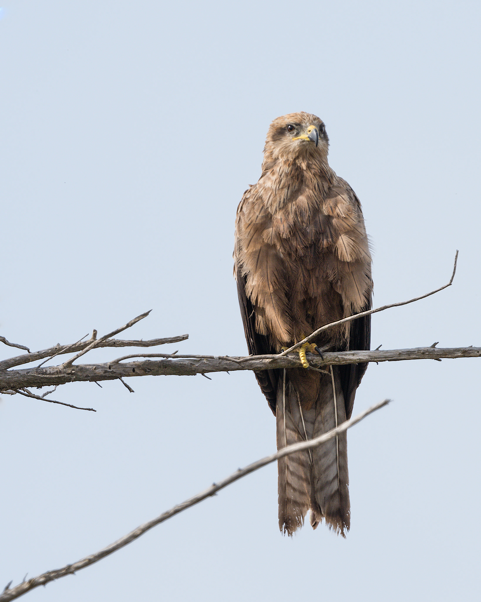 Nikon D810 + Nikon AF-S Nikkor 500mm F4G ED VR sample photo. Nankeen kestrel photography