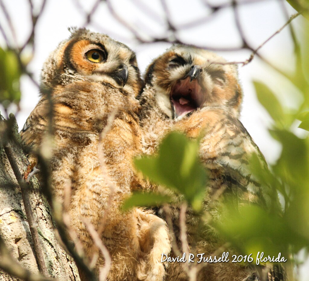Canon EF 400mm F5.6L USM sample photo. Gho owlets florida photography