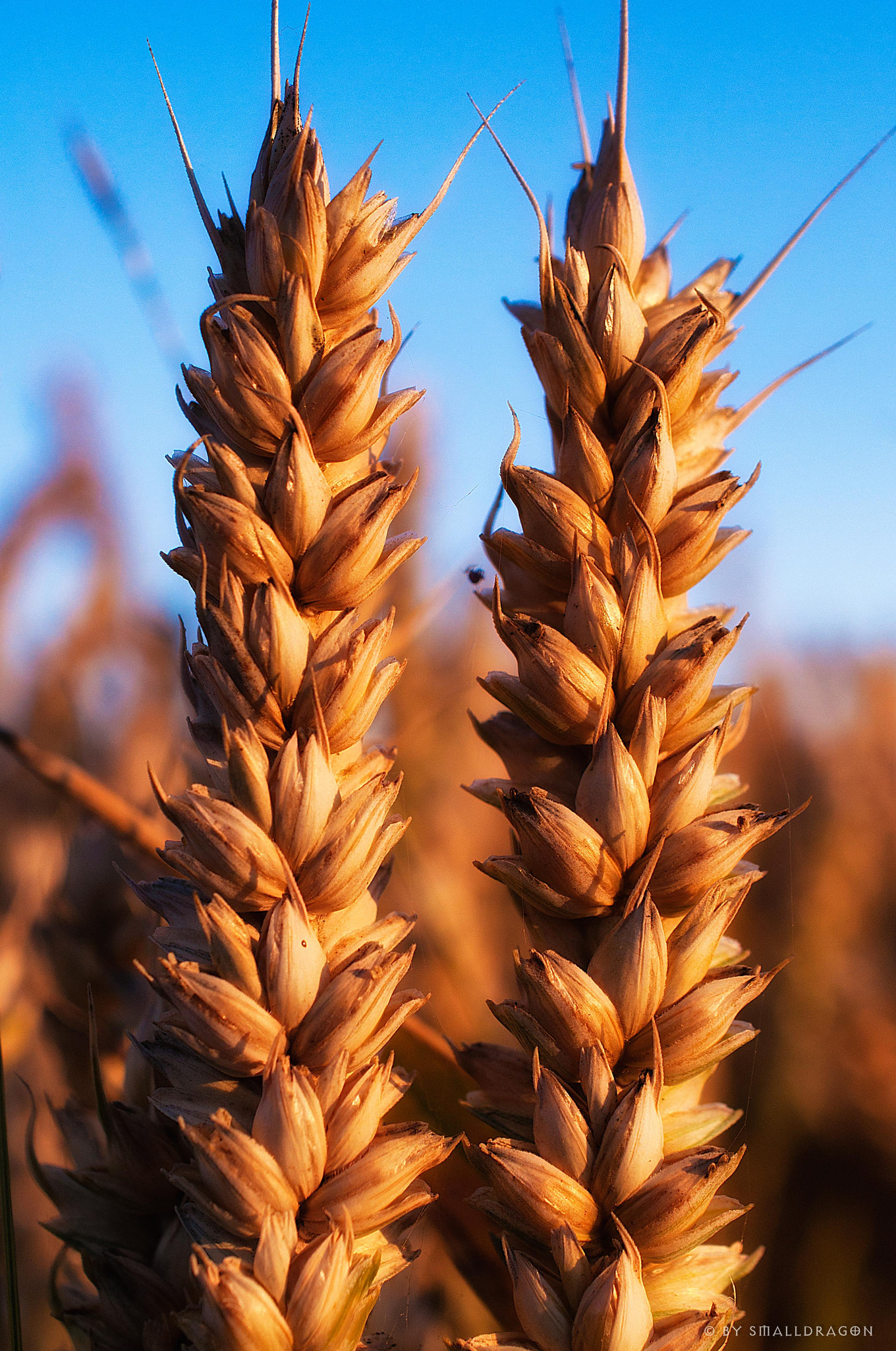 Nikon AF-S DX Micro Nikkor 40mm F2.8 sample photo. Twin wheat towers photography