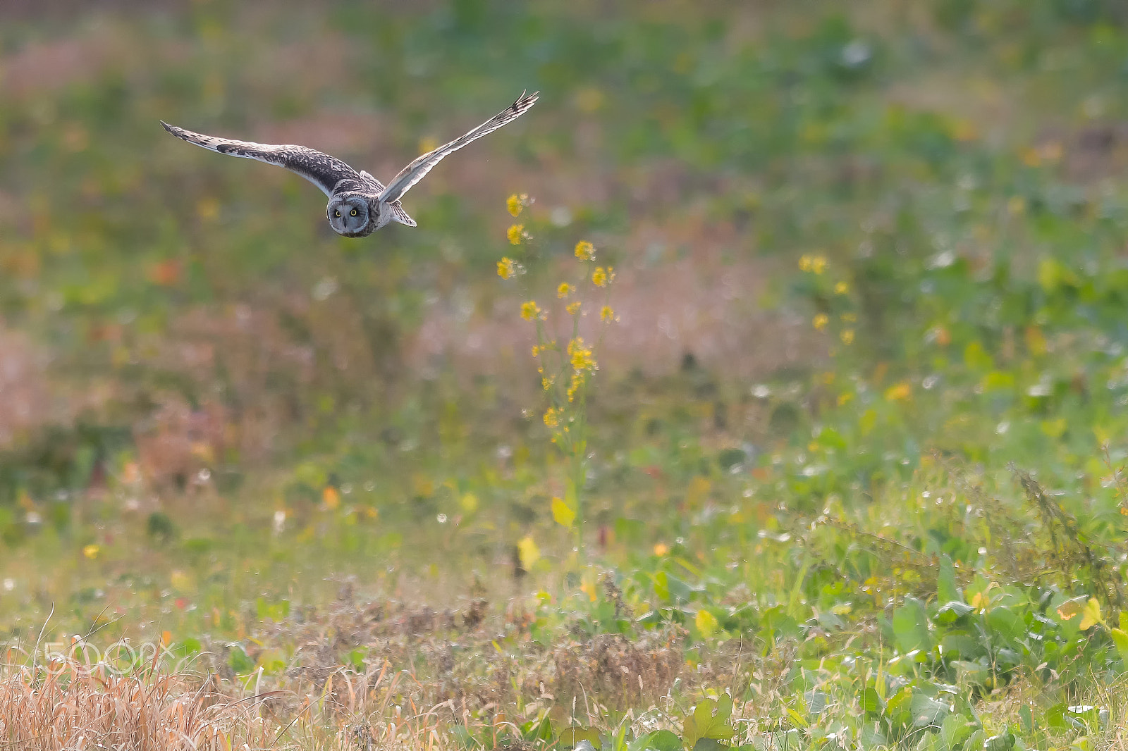 Nikon AF-S Nikkor 400mm F2.8G ED VR II sample photo. 31784374920.komimi photography