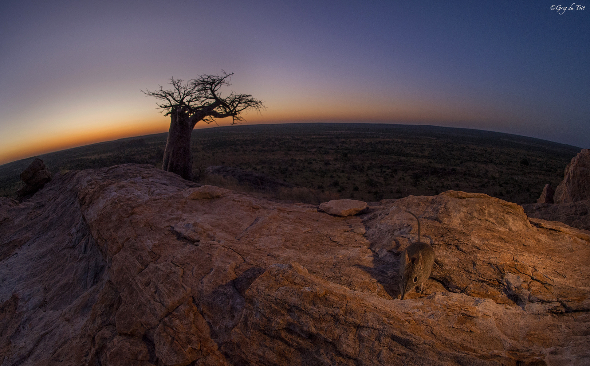 Nikon D4S + Nikon AF Fisheye-Nikkor 16mm F2.8D sample photo. Rock elephant shrew photography