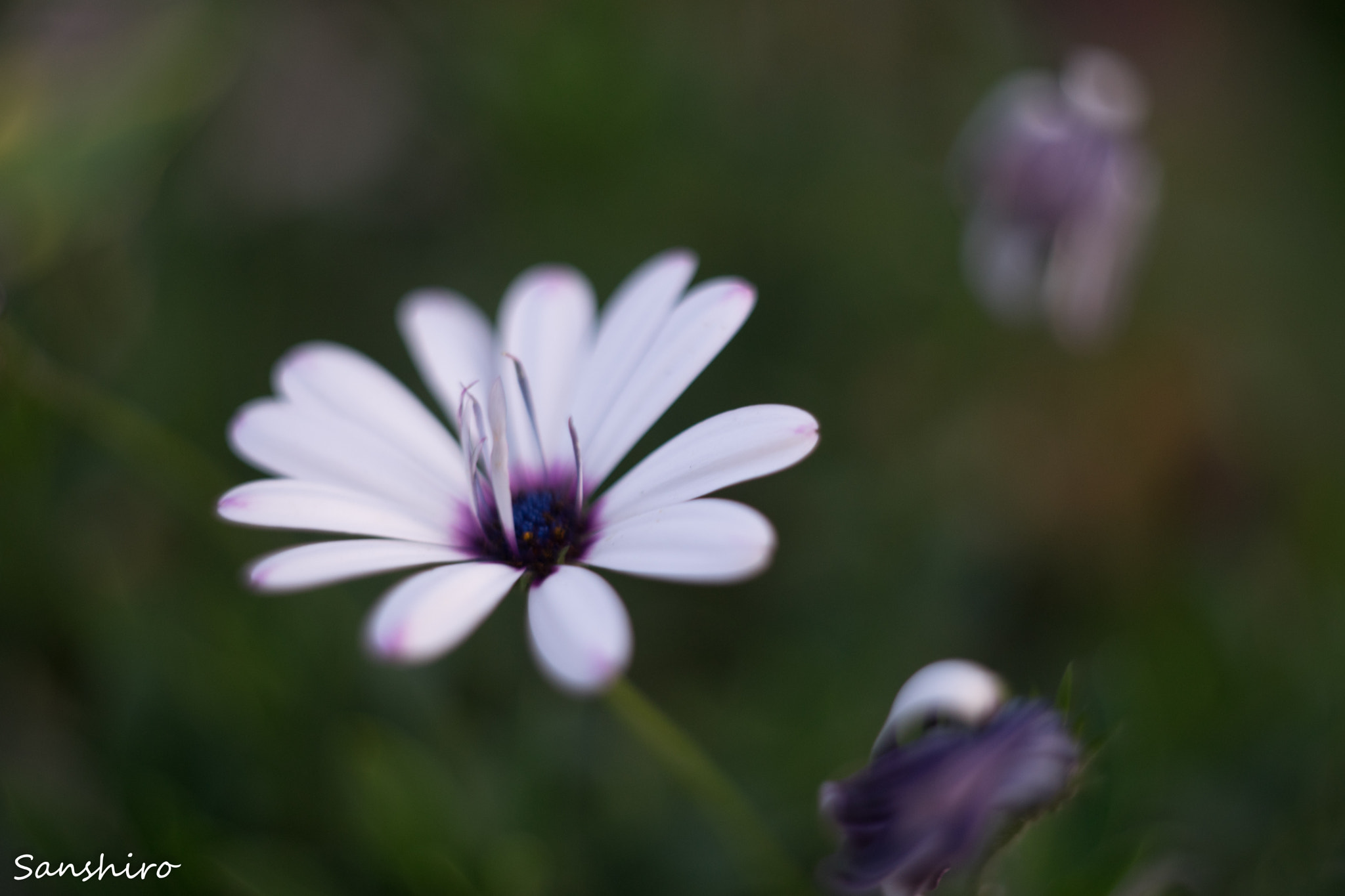 Helios 44-2 2/58 sample photo. Untitled photography