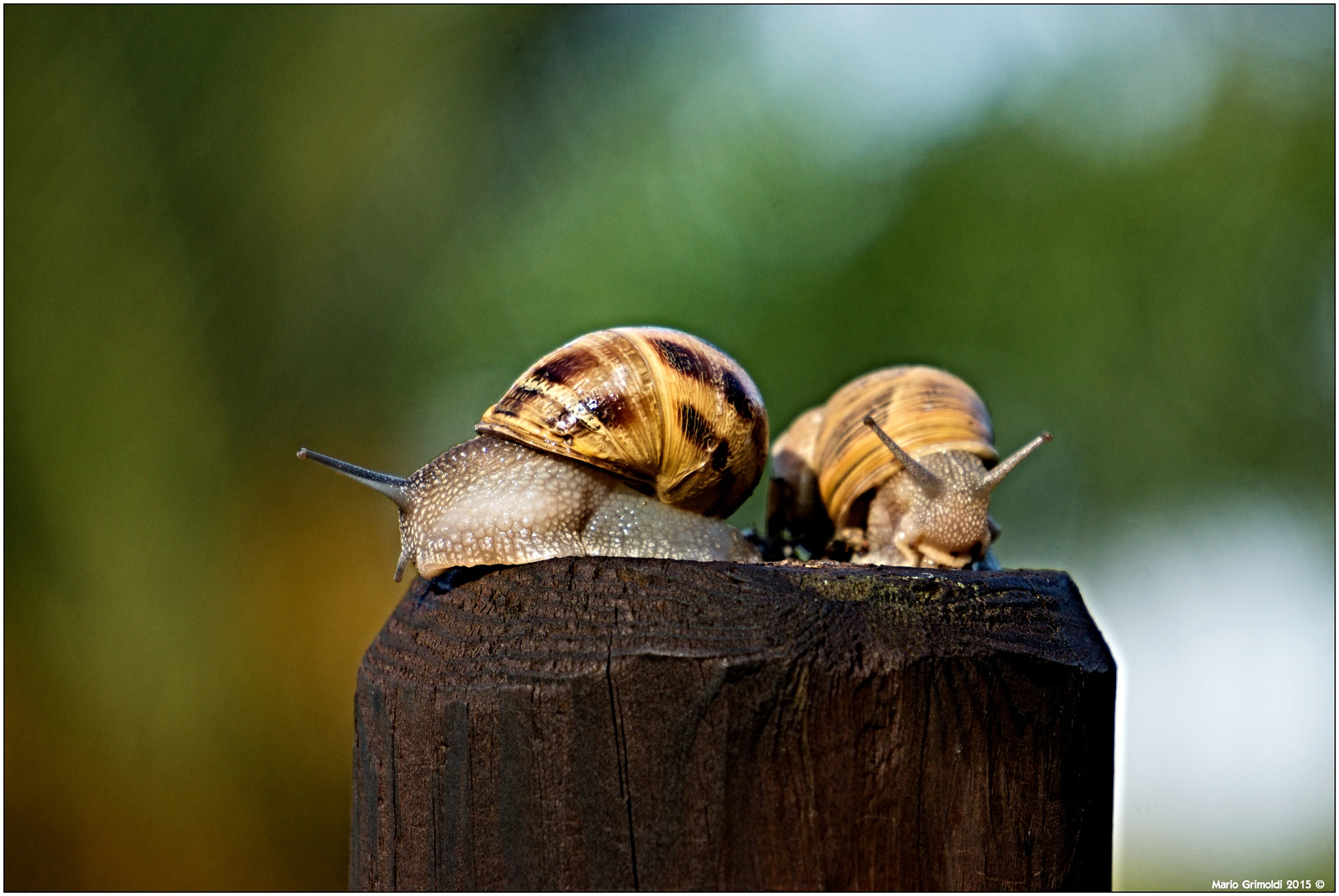 Sony Alpha NEX-7 + Sony E 55-210mm F4.5-6.3 OSS sample photo. Love is... photography