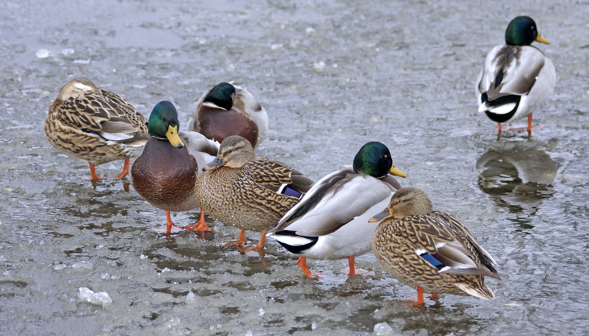 Sony SLT-A77 sample photo. Ducks standing in the frozen water photography