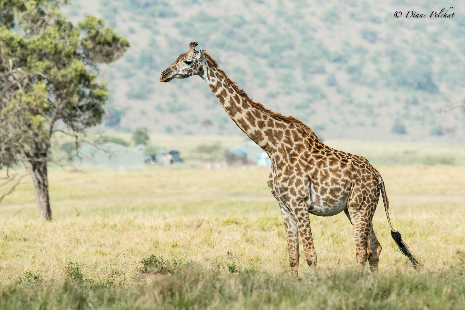 Canon EF 300mm F2.8L IS II USM sample photo. Like a painting from africa photography