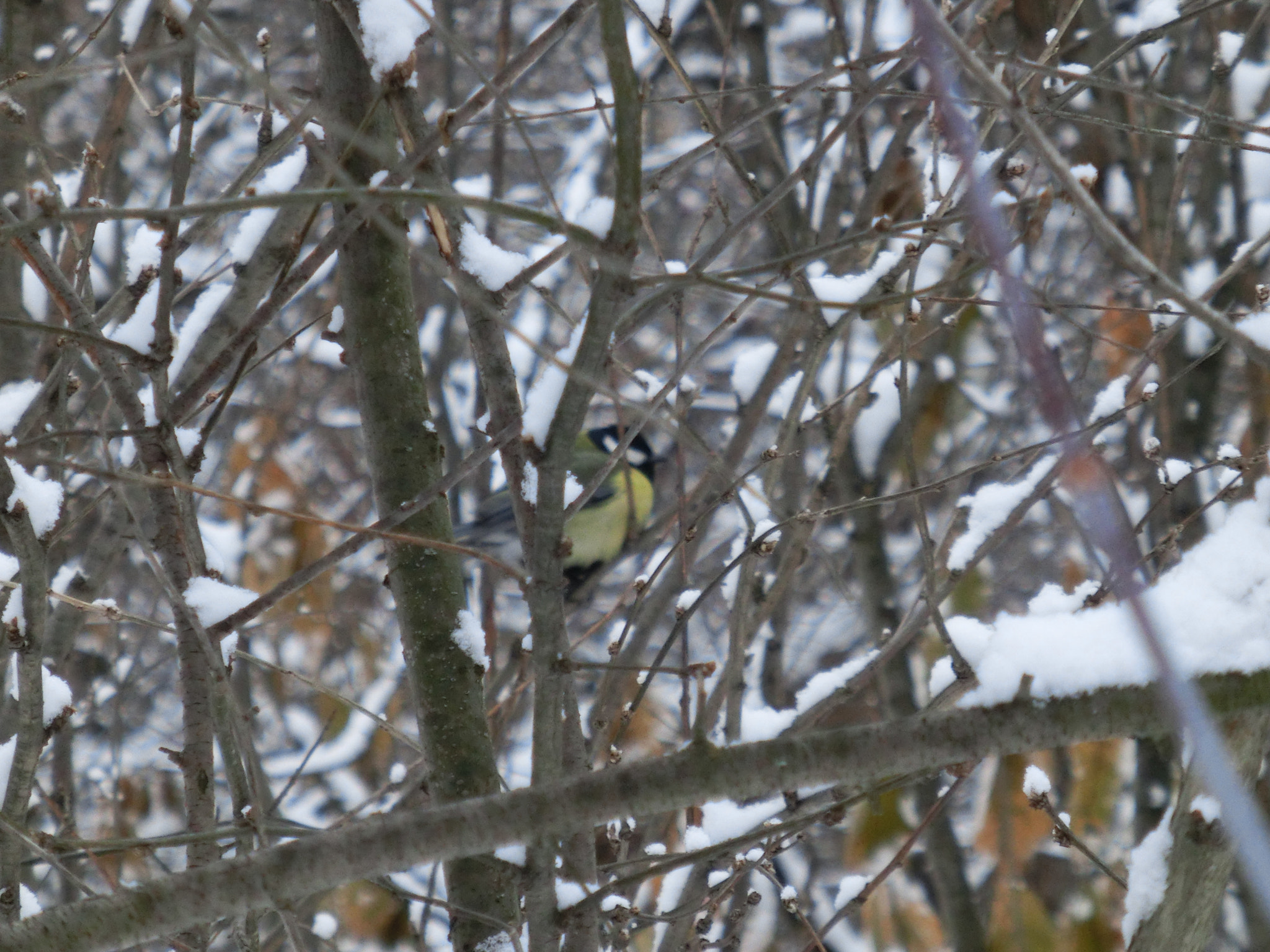 CASIO EX-ZR300 sample photo. Winter. birds. cool photography