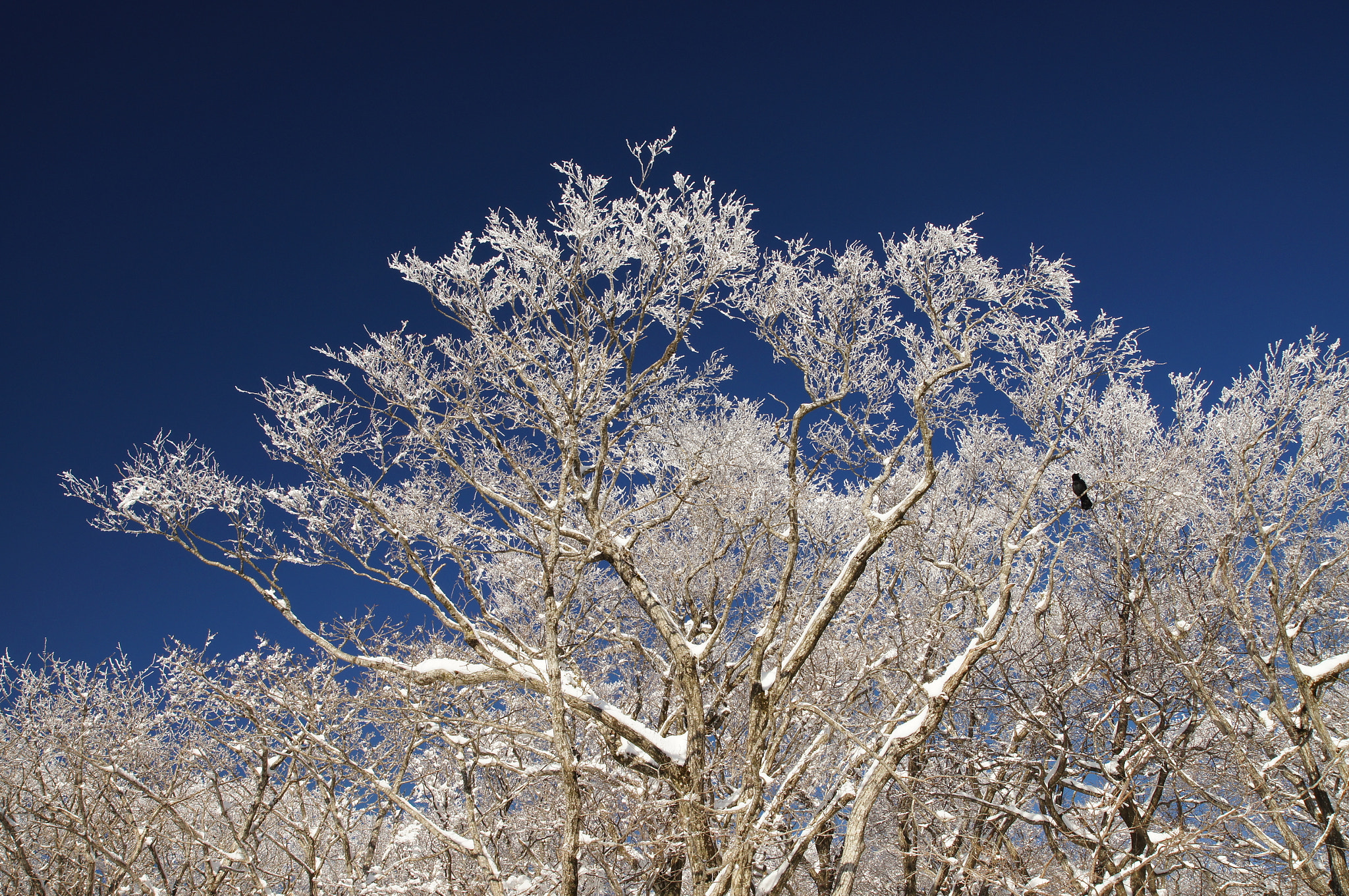 Sony SLT-A55 (SLT-A55V) sample photo. Snow & blue sky photography
