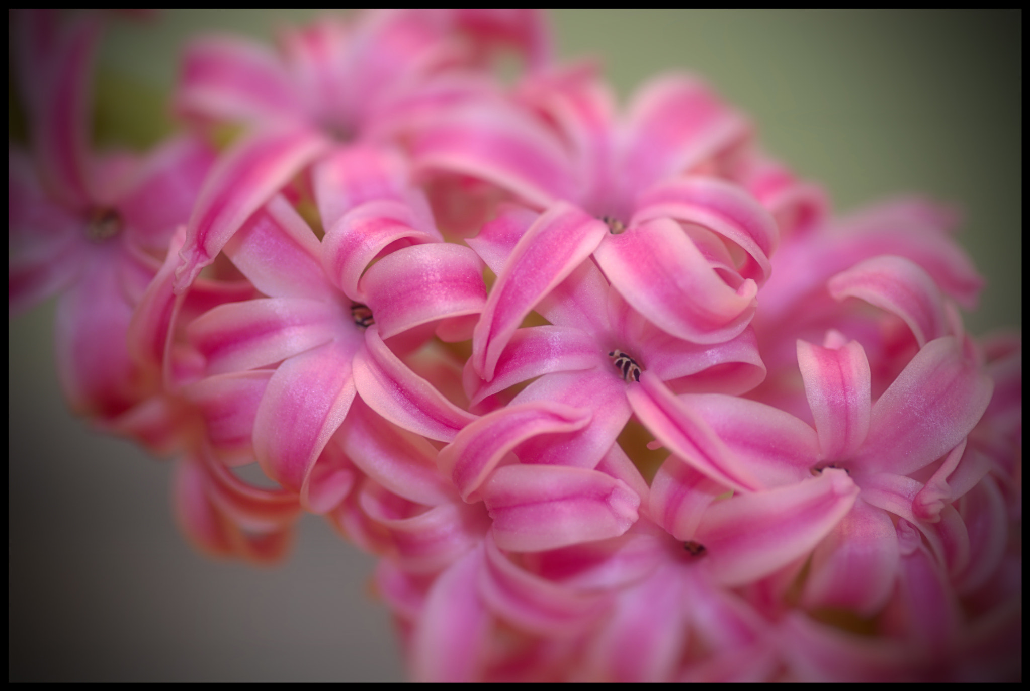Nikon D7100 + Sigma 105mm F2.8 EX DG Macro sample photo. Hyacinth flowers photography