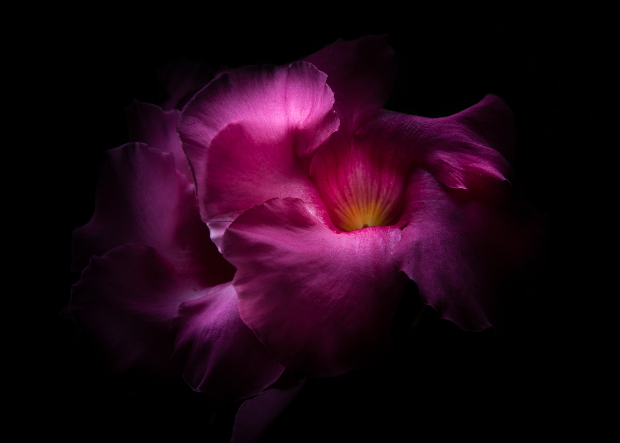 Canon EF-S 17-85mm F4-5.6 IS USM sample photo. Backyard flowers 2 color version photography