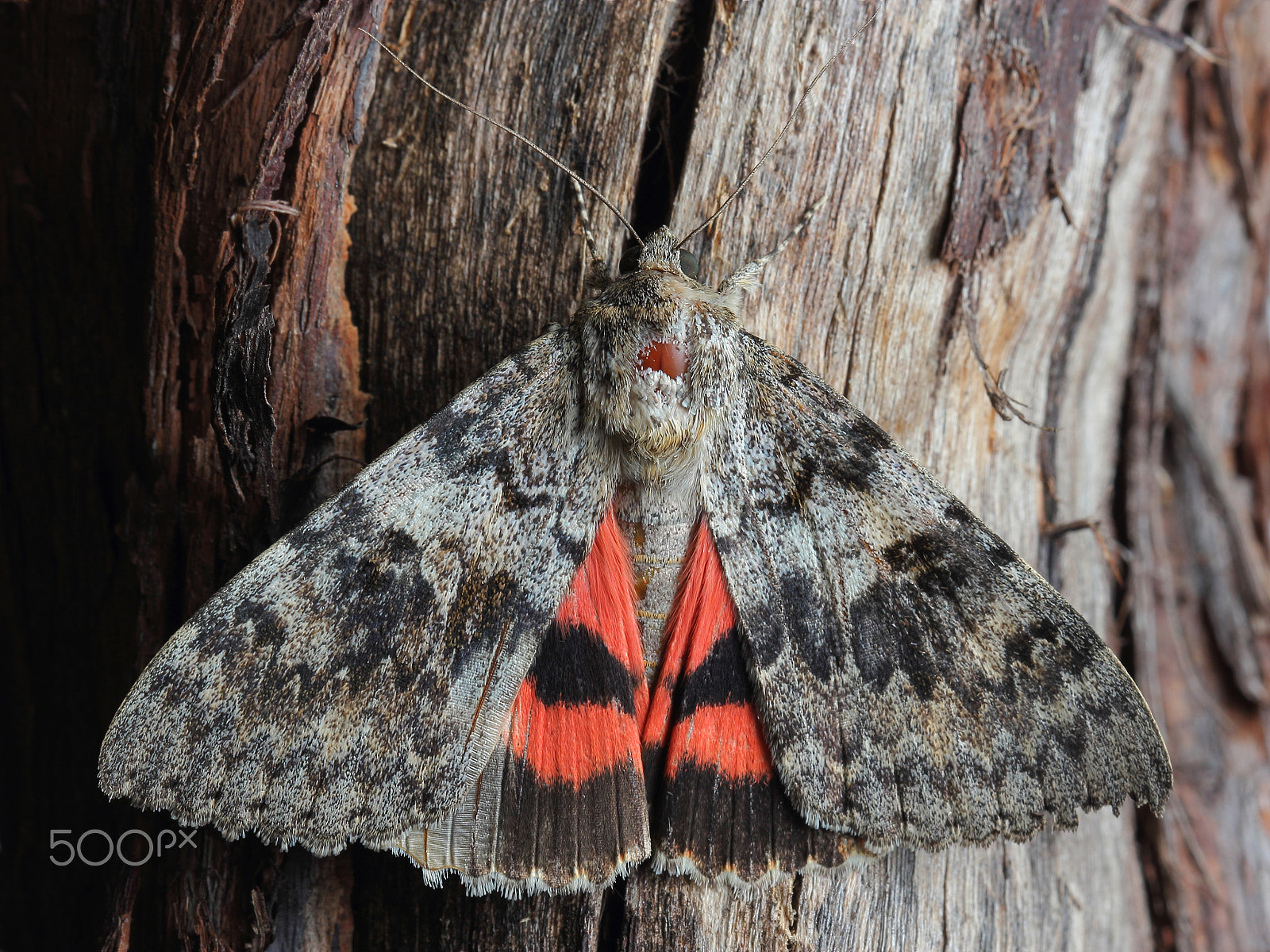 Canon EF 100mm F2.8 Macro USM sample photo. Moth - red underwing (catocala nupta) on tree photography
