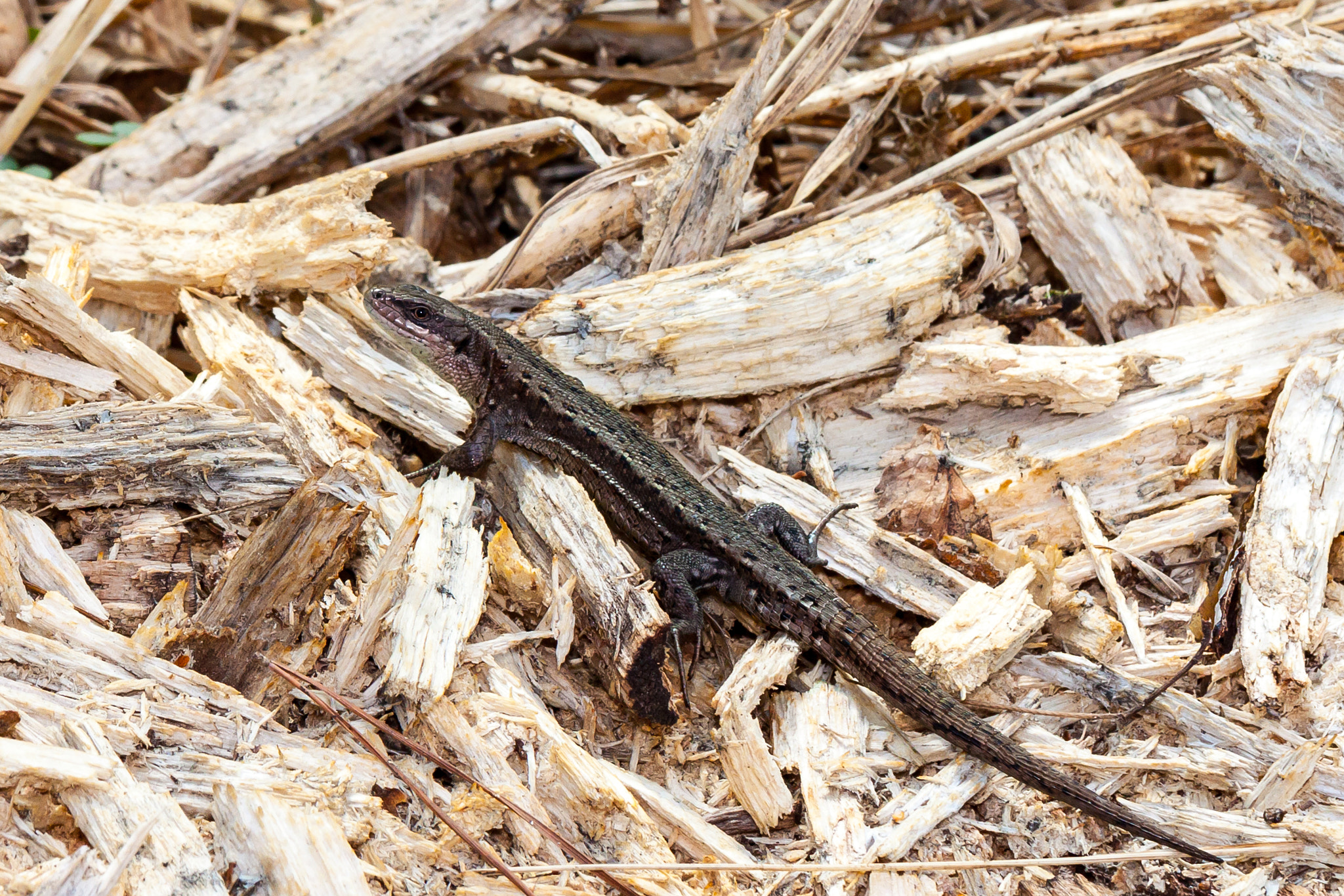 Canon EF 100mm F2.8L Macro IS USM sample photo. Viviparous lizard photography
