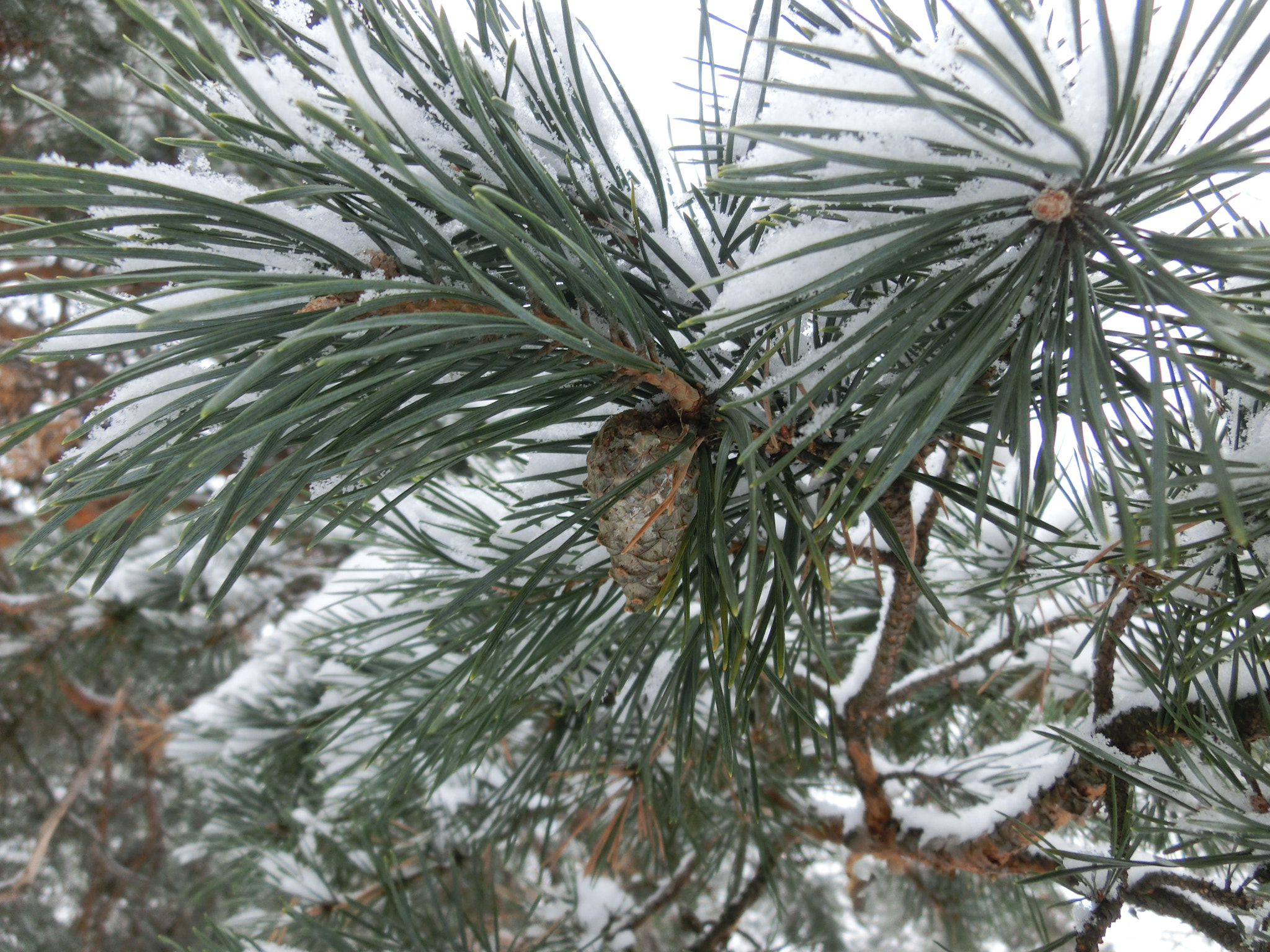 CASIO EX-ZR300 sample photo. Winter morning in the woods! photography