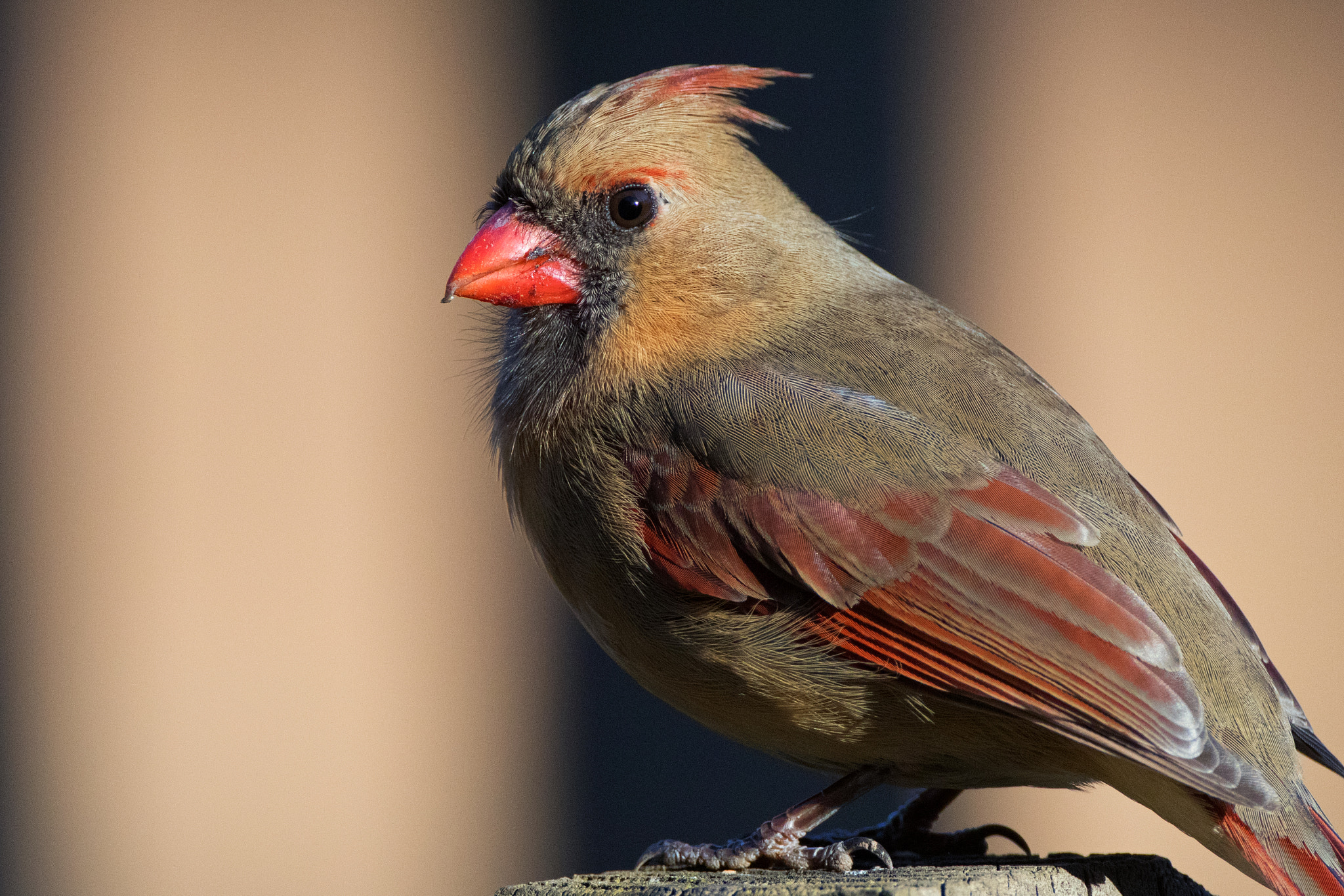 Canon EOS 80D + Canon EF 500mm F4L IS USM sample photo. Female cardinal detail photography