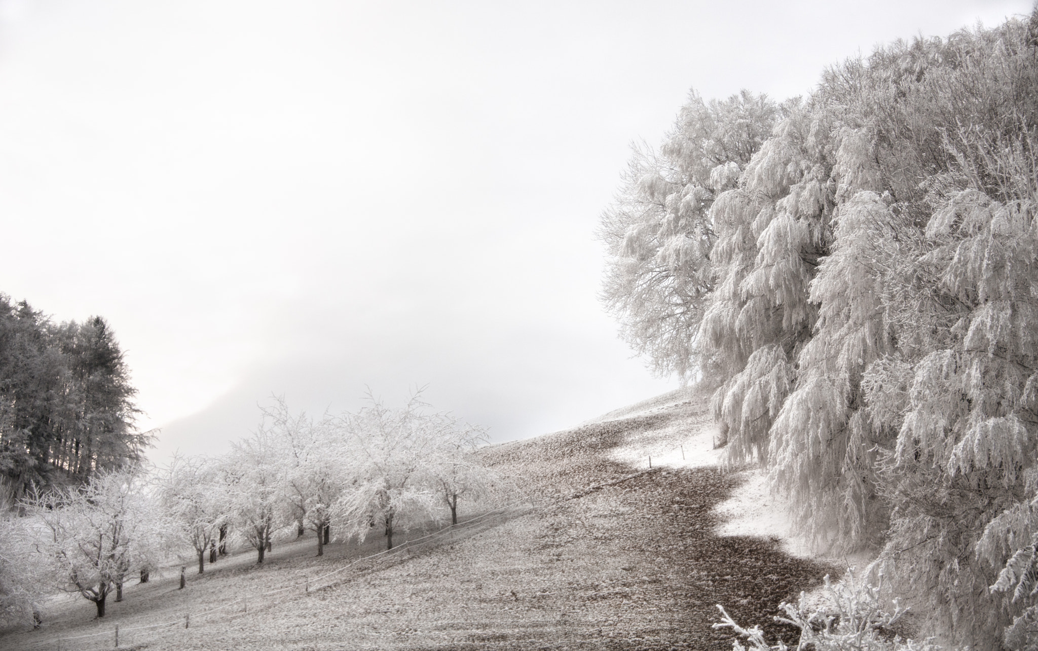 Nikon D5 sample photo. Winter mood photography