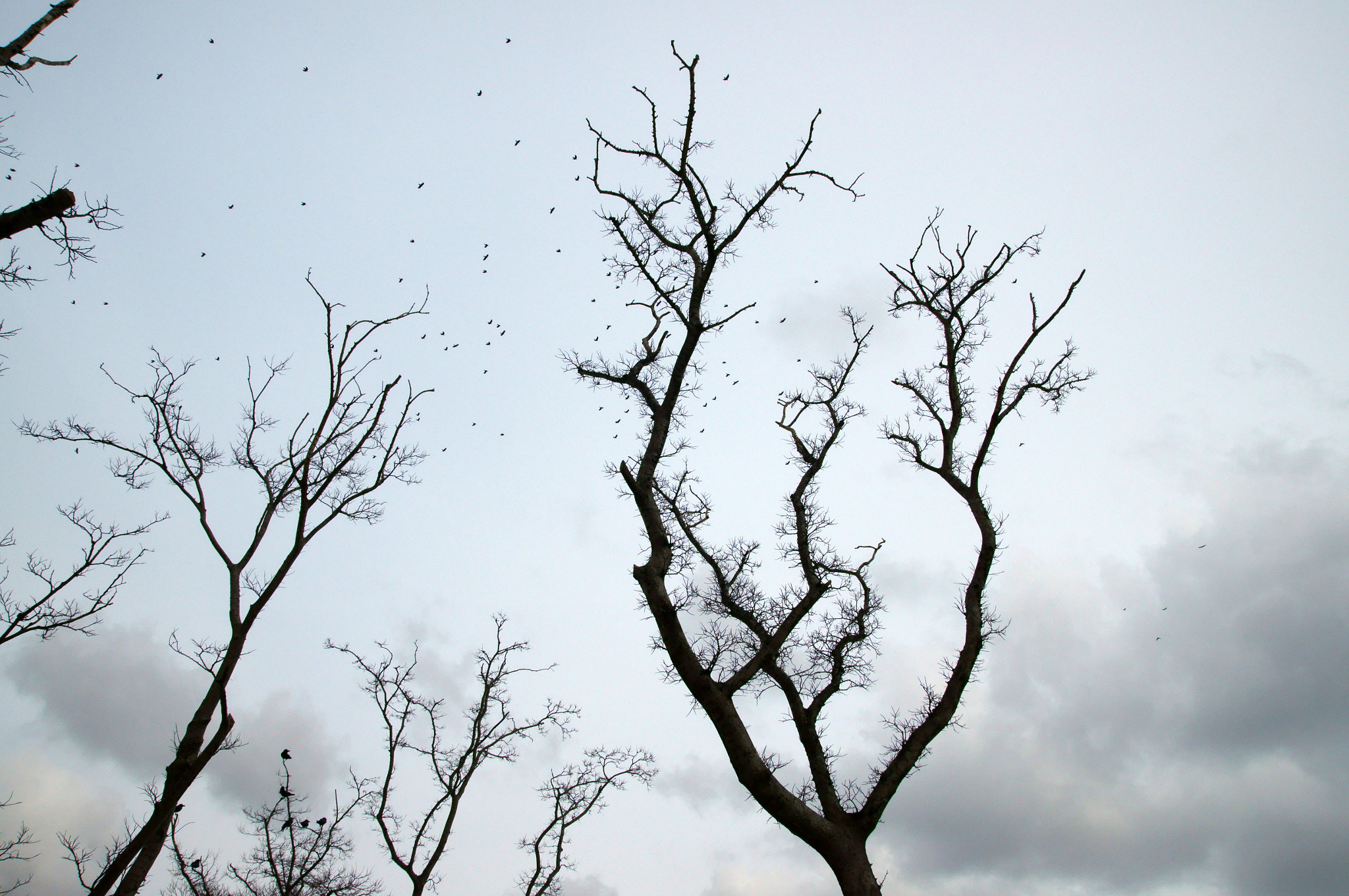 Sony SLT-A55 (SLT-A55V) sample photo. Bared tree and birds flying photography