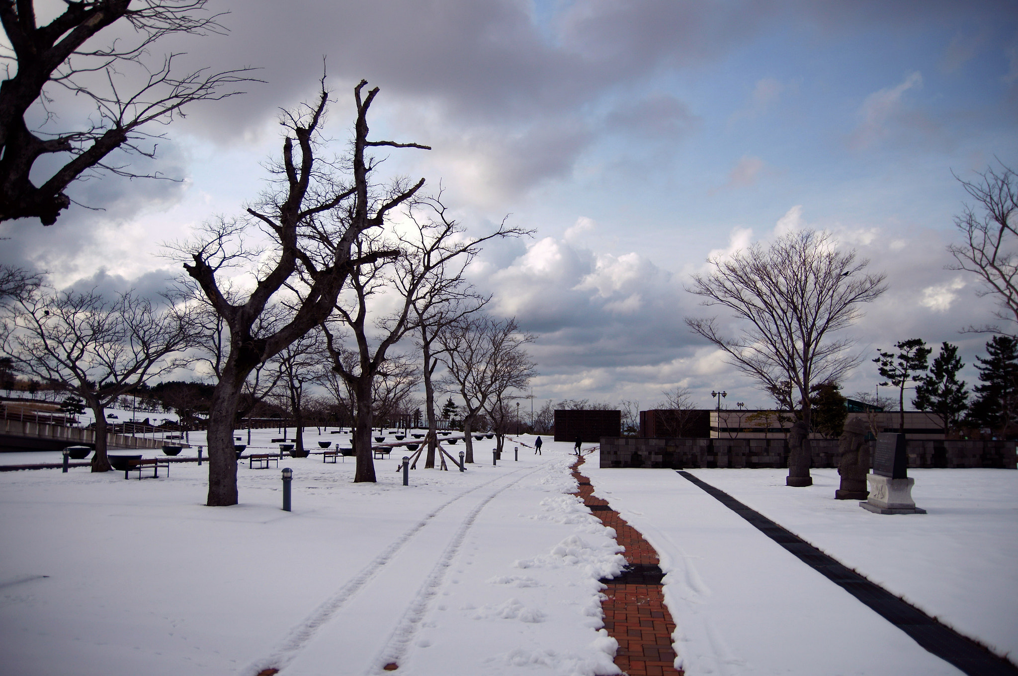 Sony SLT-A55 (SLT-A55V) sample photo. Bared tree in winter photography