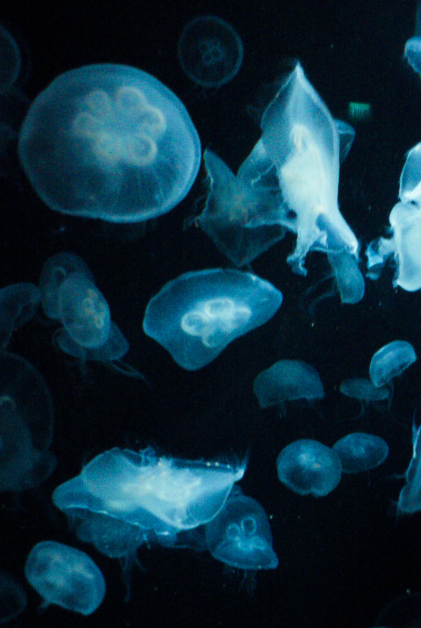 Sony Ericsson Xperia arc S sample photo. Underwater world, singapore photography
