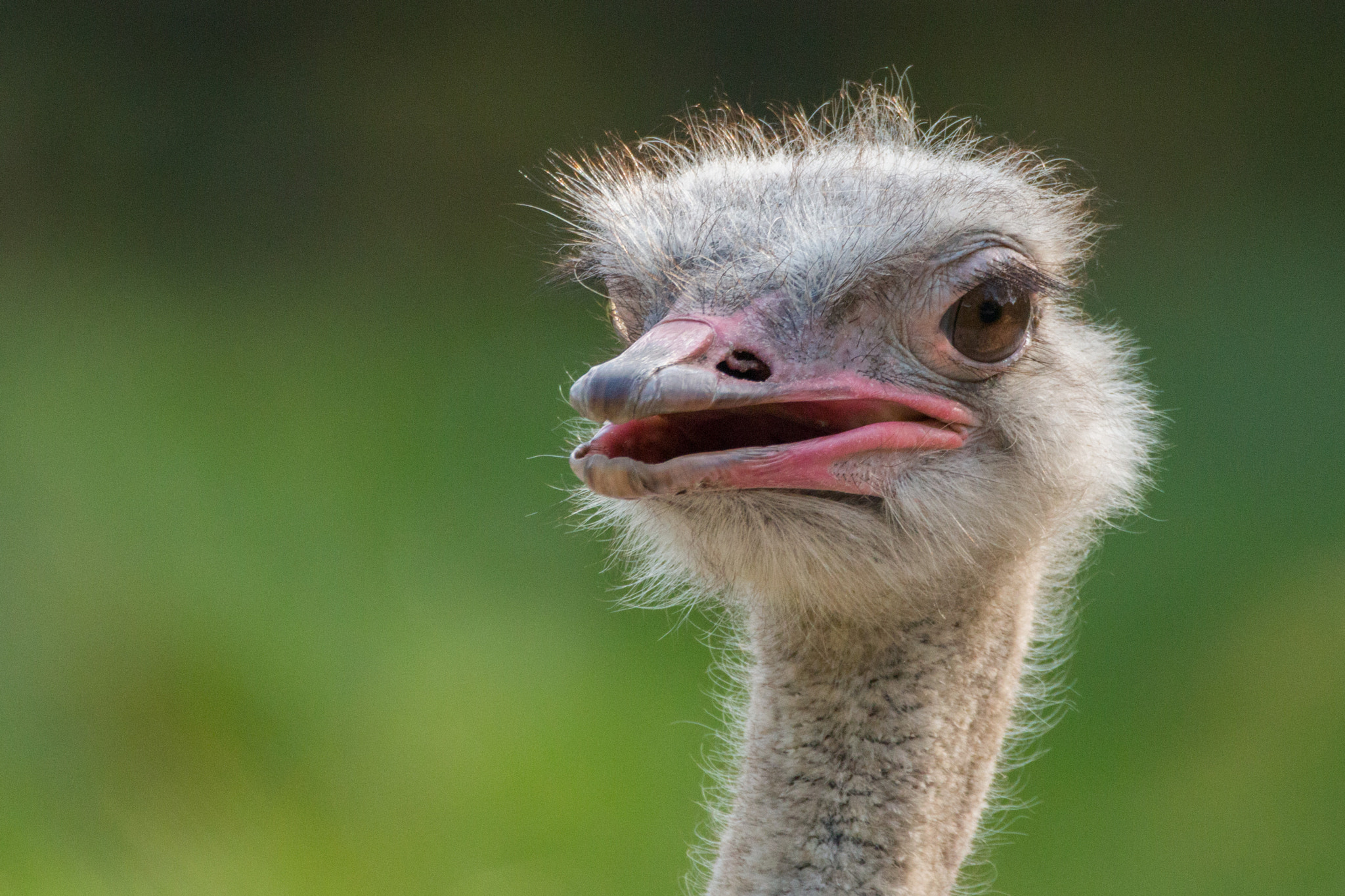 150-600mm F5-6.3 DG OS HSM | Contemporary 015 sample photo. Ostrich photography